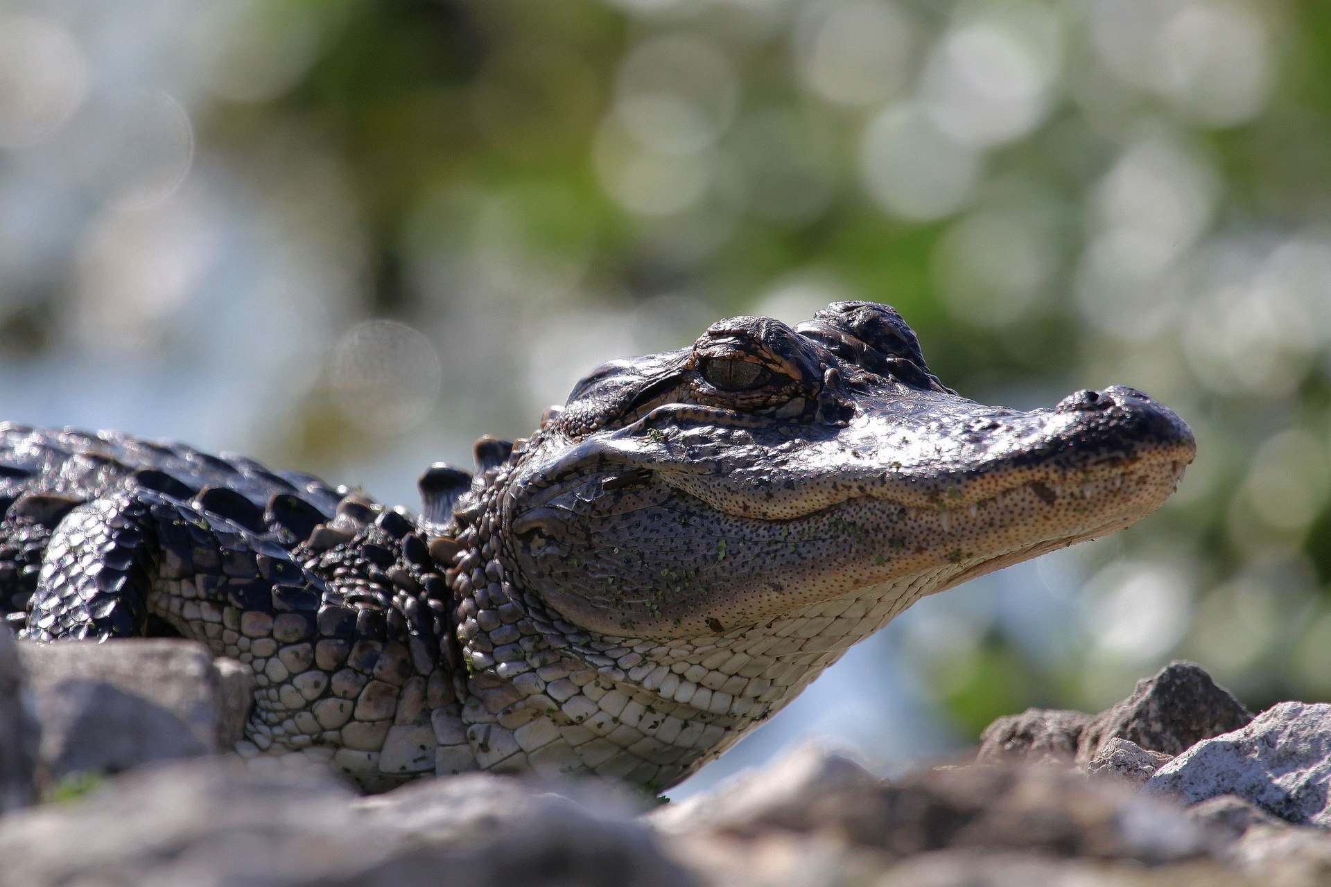 Кайман животное. Крокодиловый Кайман Caiman crocodilus. Очковый Кайман. Крокодиловый (очковый) Кайман.