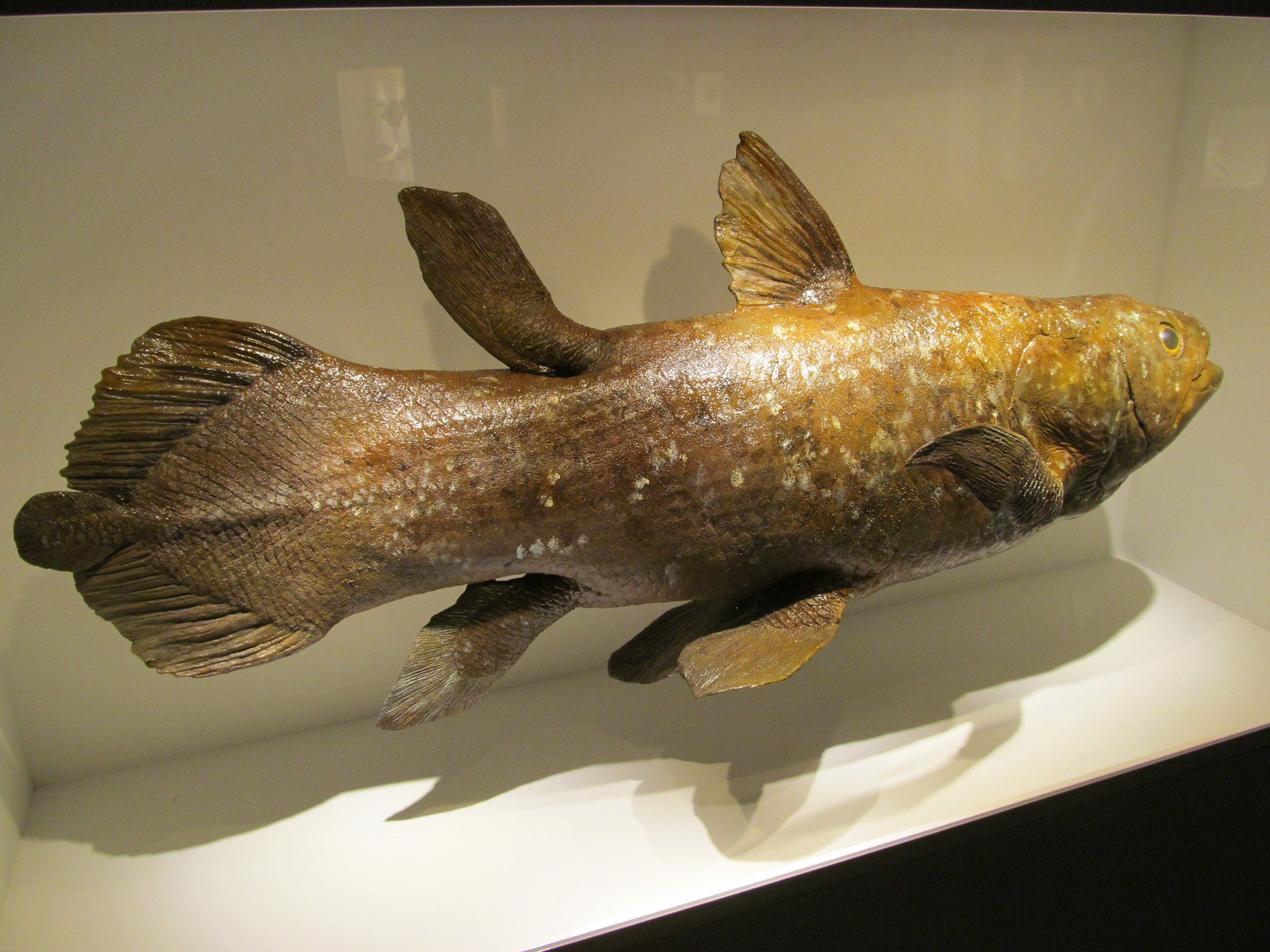 Какими были первые рыбы. Целакант Латимерия. Кистеперая рыба Латимерия. Древняя рыба Латимерия. Латимерия двоякодышащая рыба.