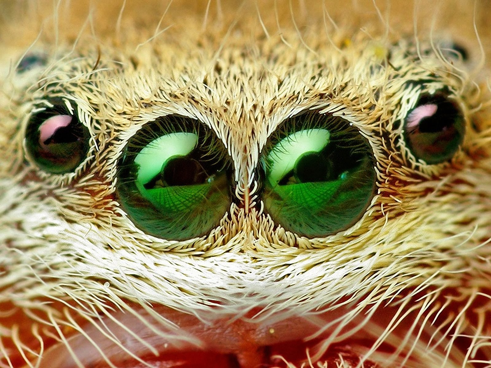 Паук хамелеон. Глаза животных. Необычные глаза животных. Глаза животных макро. Глаза зверя.