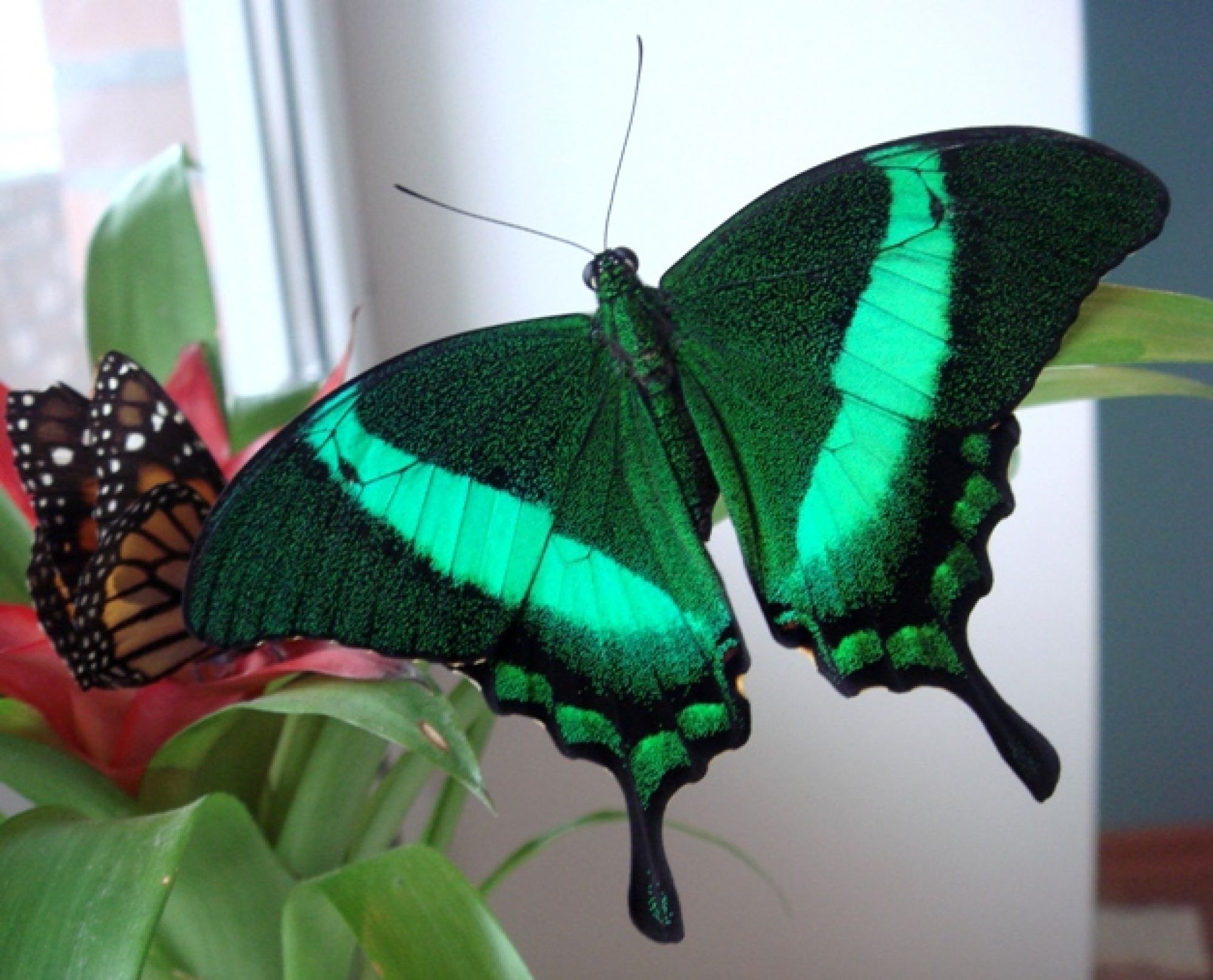 Сколько живут домашние бабочки. Papilio Palinurus бабочка. Парусник Палинур Papilio Palinurus. Бабочка парусник Палинур зелёная. Бабочка парусник Палинур изумрудный.