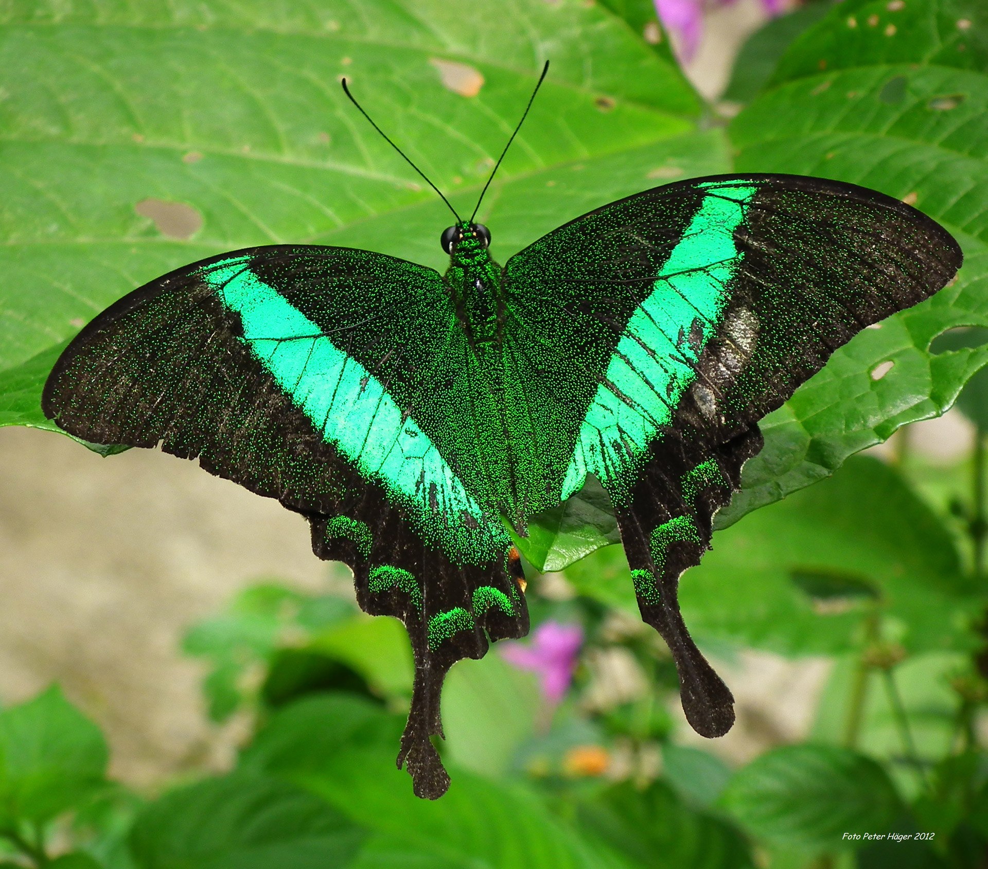 Черно зеленая бабочка. Papilio Rumanzovia бабочка. Бабочка парусник Махаон. Изумрудный Палинур. Изумрудный Махаон бабочка.