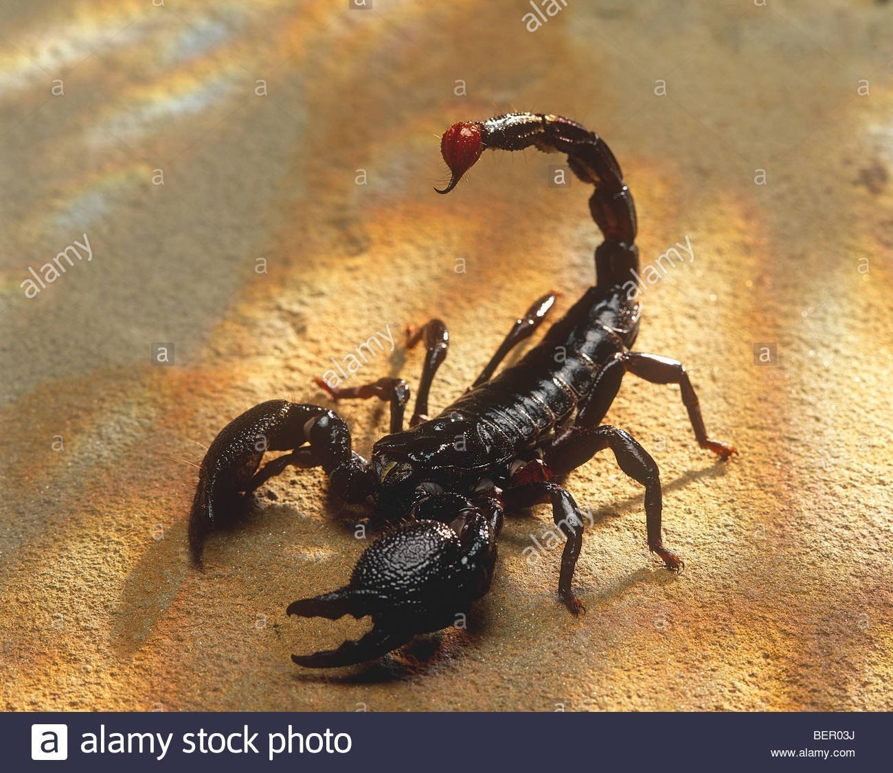 Скорпион нападает