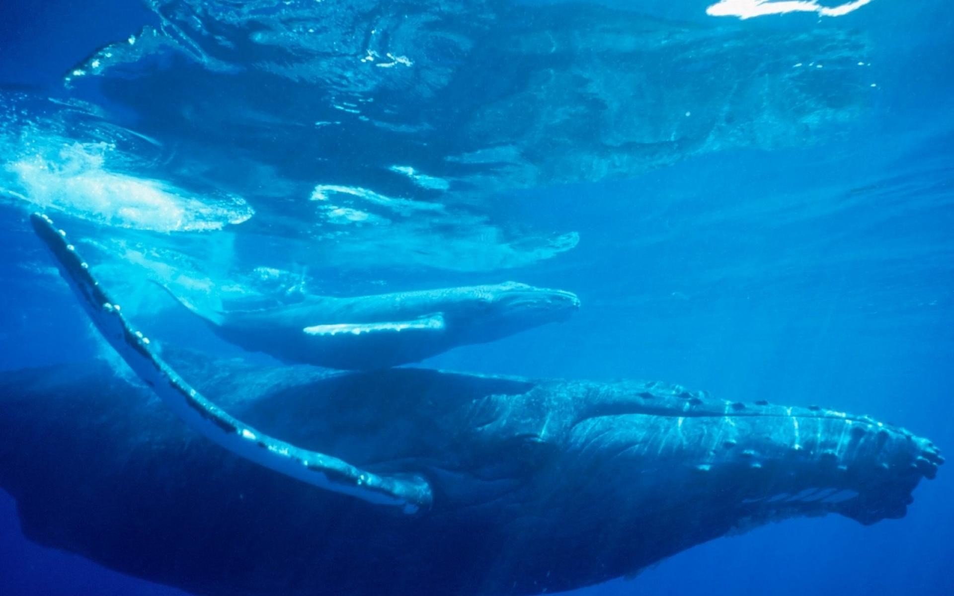 Кит живет в воде. Горбатый кит. Кашалот в Антарктиде. Кит Кашалот. Голубой кит и Кашалот.