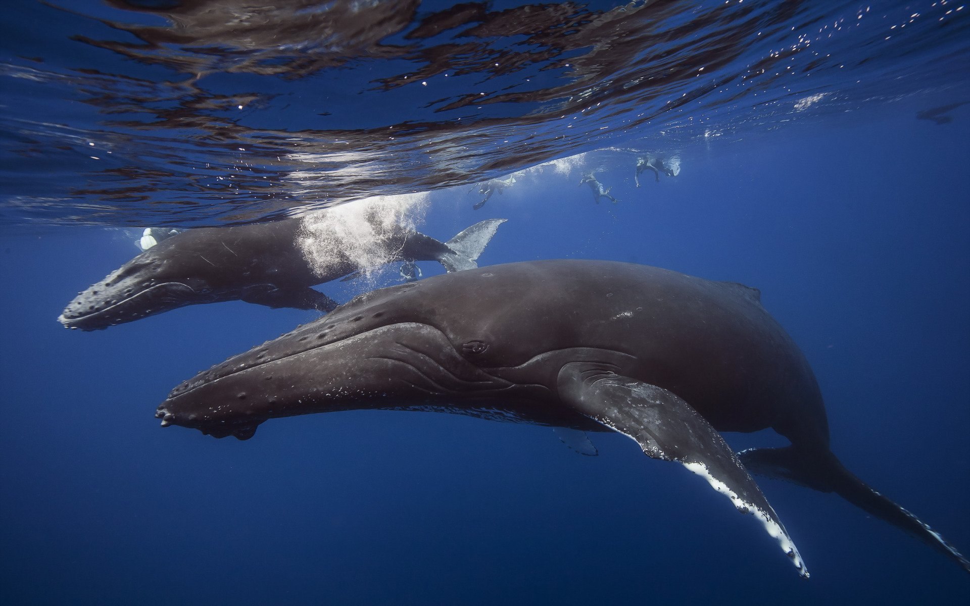 The whale. Кит Горбач. Горбатый кит и Кашалот. Горбатый кит млекопитающие. Горбач синий кит Кашалот.