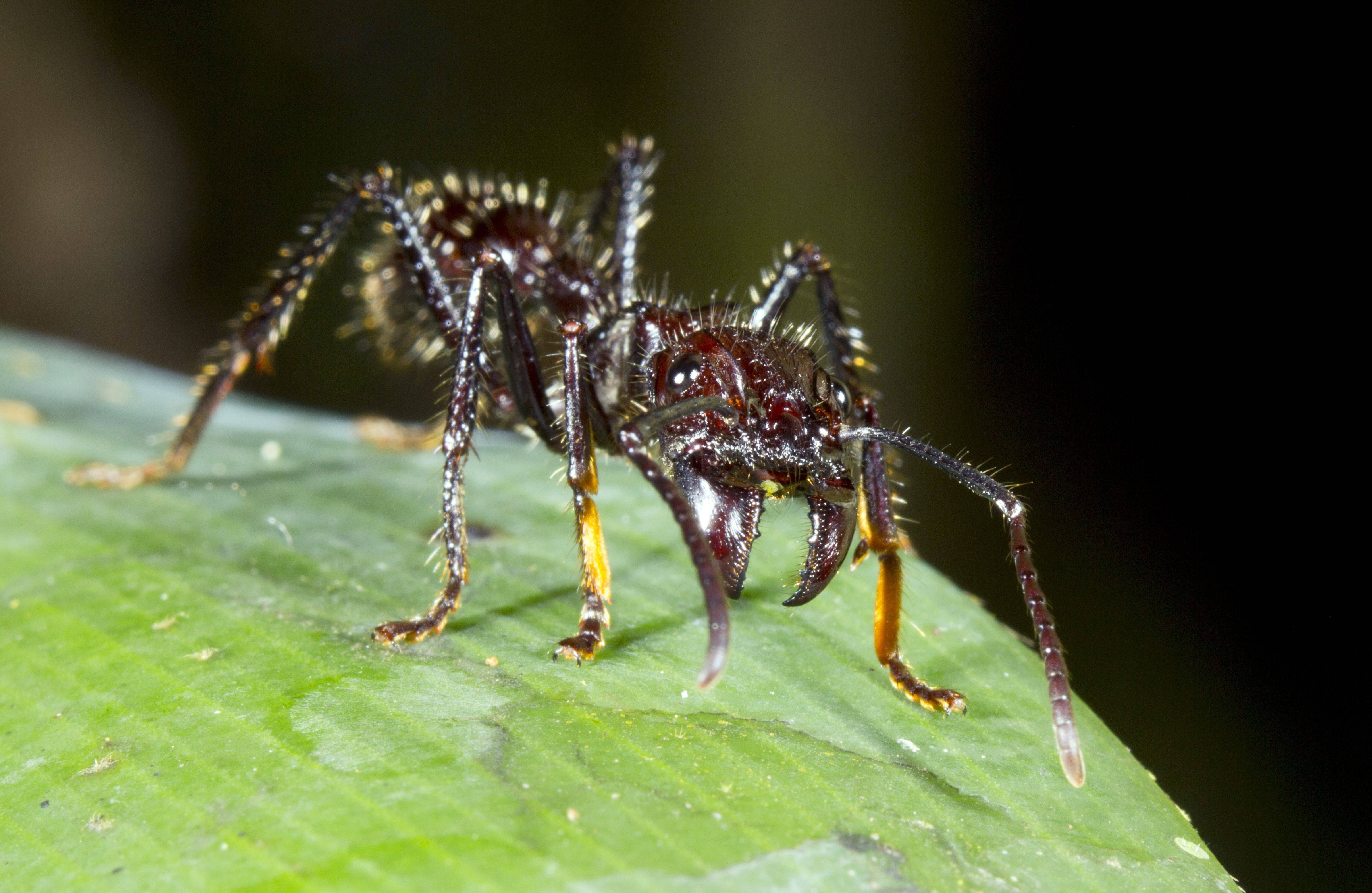 Страшный мир насекомых. Муравей Paraponera clavata. Муравей-пуля или Paraponera clavata. Муравей-пуля среда обитания. Ядовитое насекомое муравей пуль.