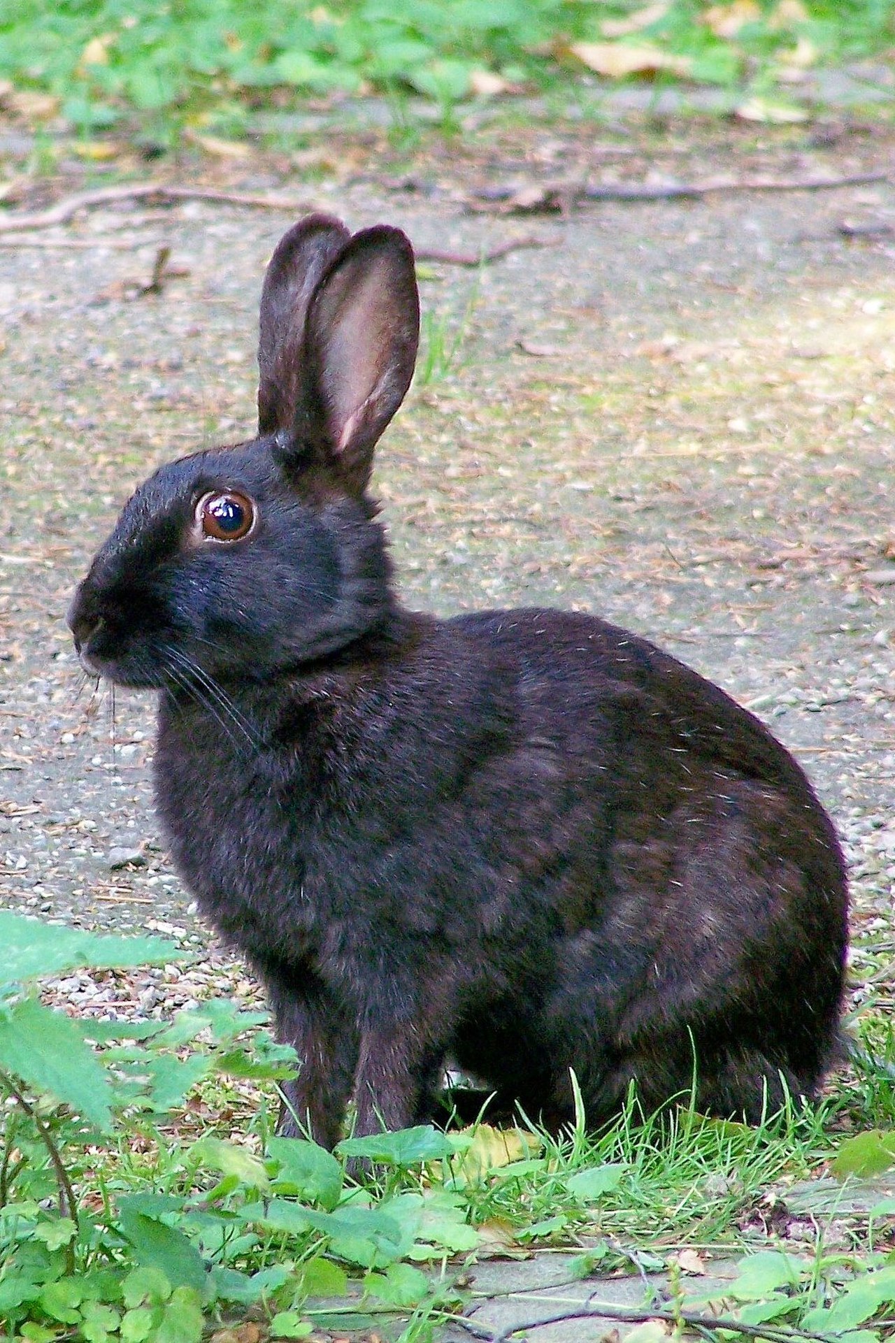 Болотный заяц. Европейский кролик меланист. Дикий кролик меланист. Польский кролик. Новозеландский кролик черный.