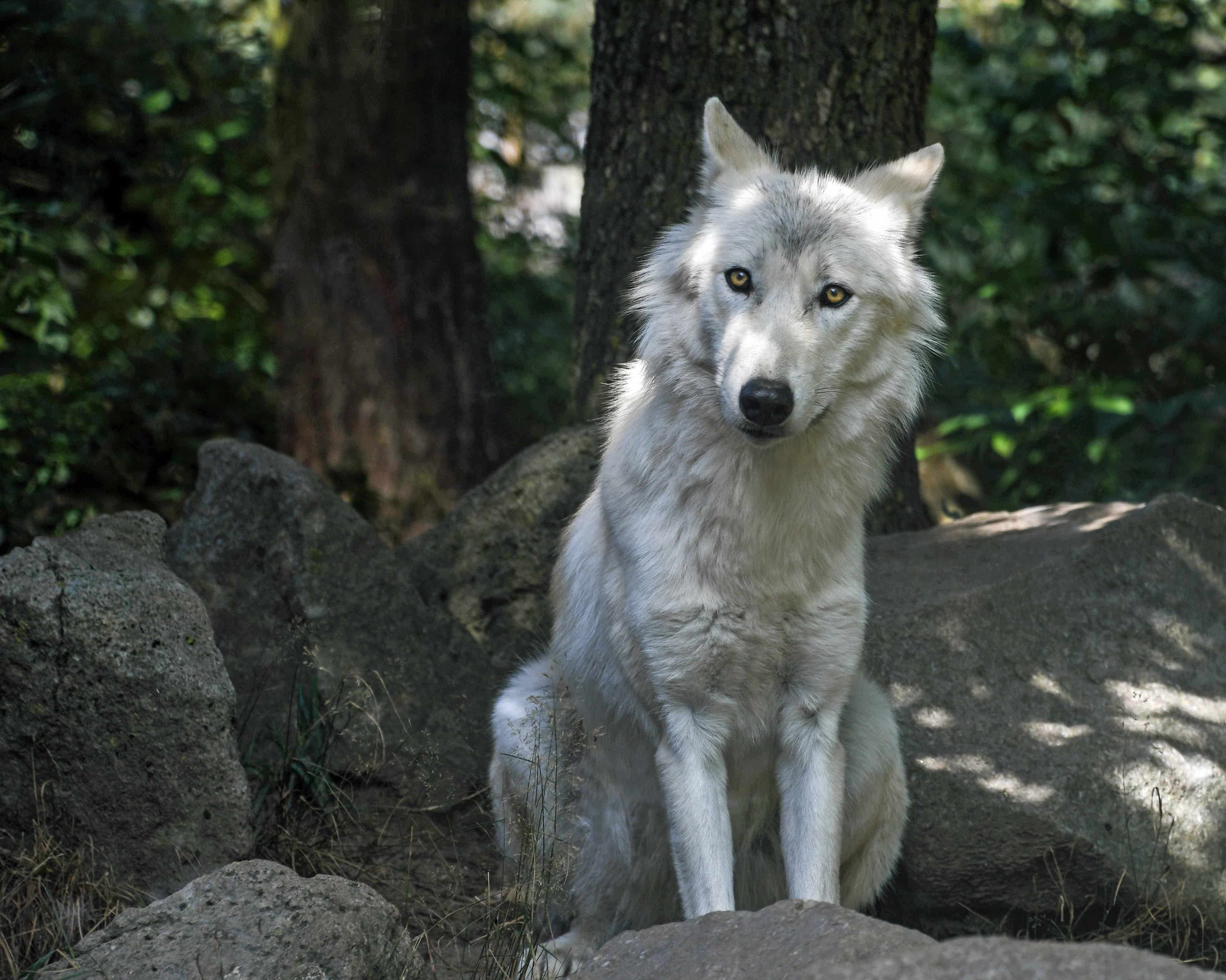 Серебристый волк
