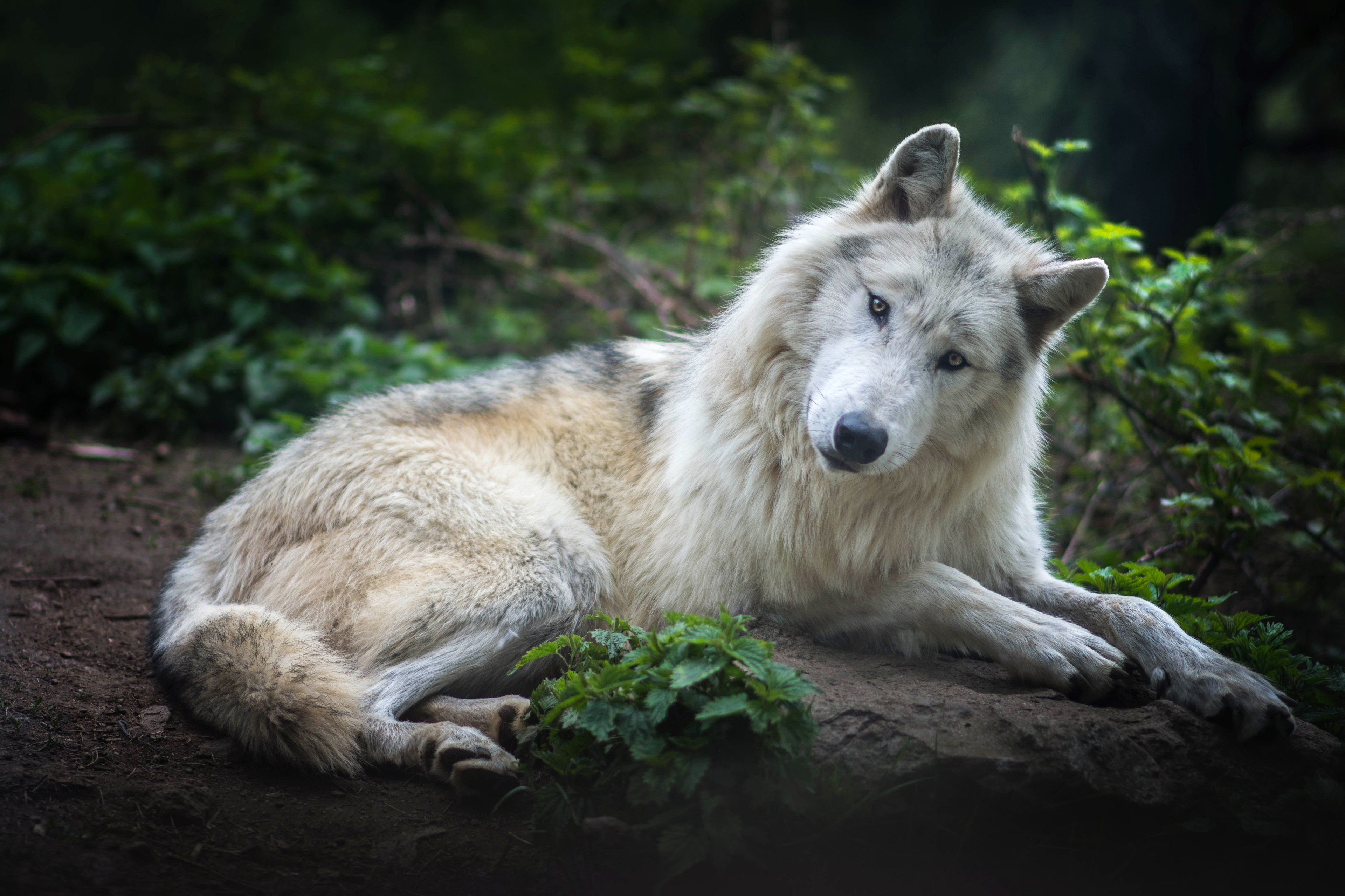 Родина дружелюбного волка. Гребнистый волк. Гималайский волк. Клондайский волк. Красивый волк.