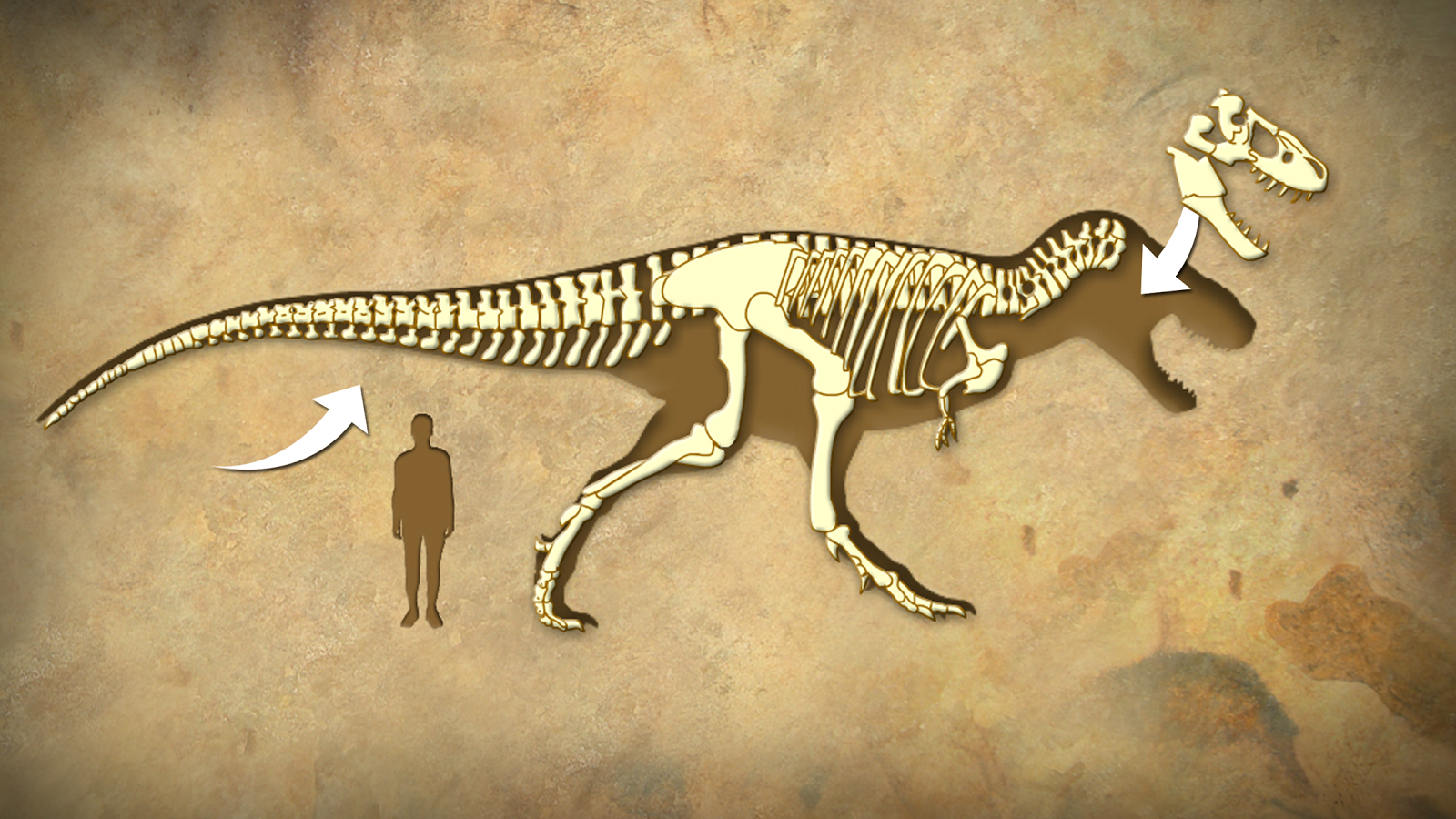 Скелет динозавра. Кости динозавров. Кость динозавра. Скелет большого динозавра. Игра кости динозавров