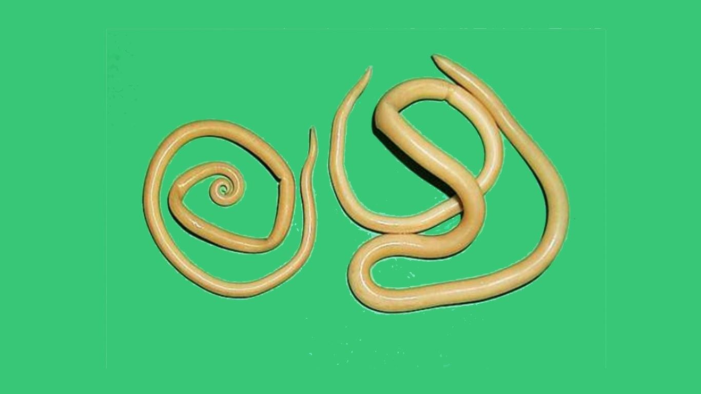 Аскарида тип. Круглые черви аскарида человеческая. Круглых червей аскариды. Круглые паразитические черви нематоды.
