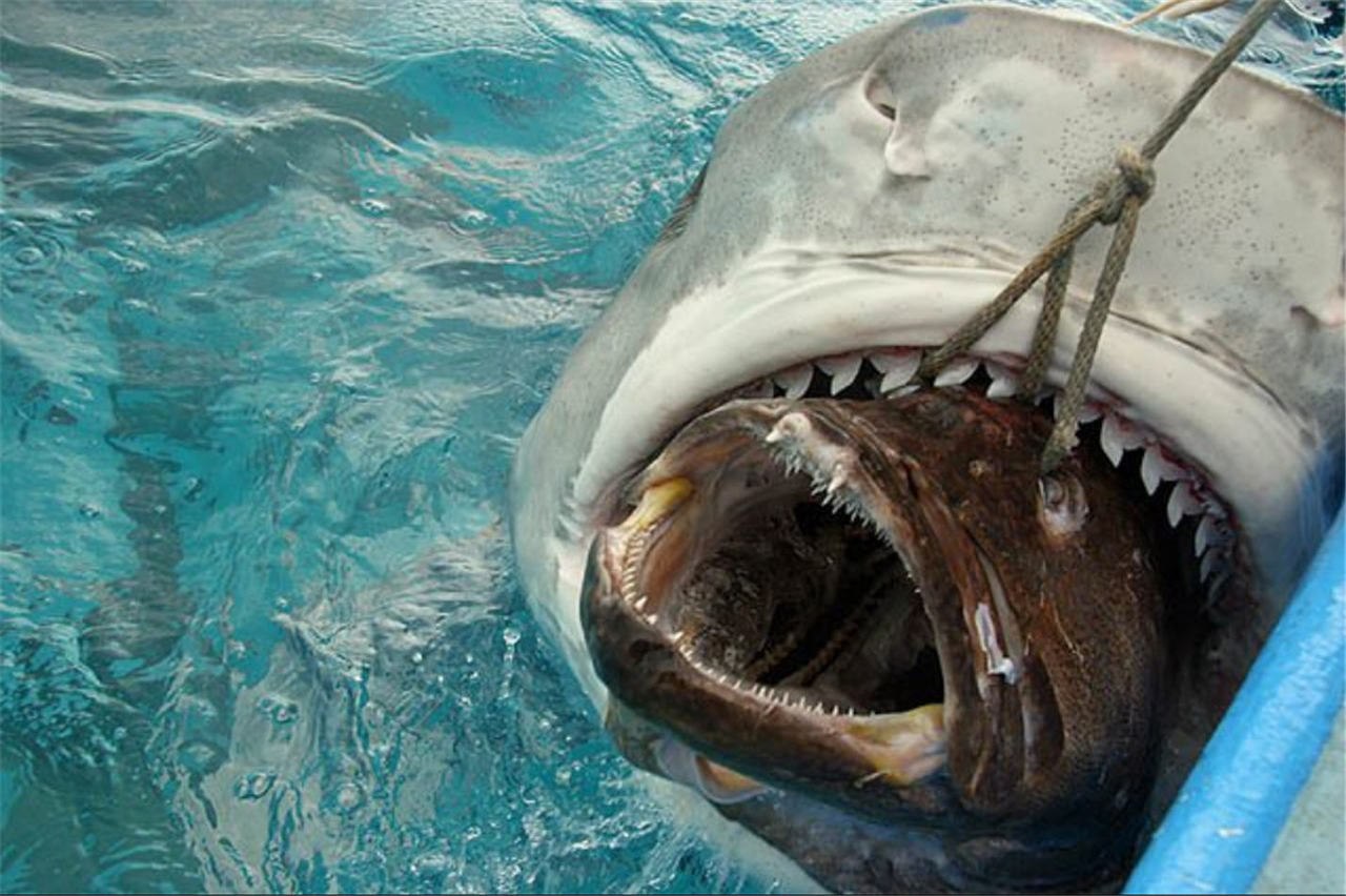 Страшная акула в мире. Акула. Самая страшная акула в мире. Рыбы хищники.