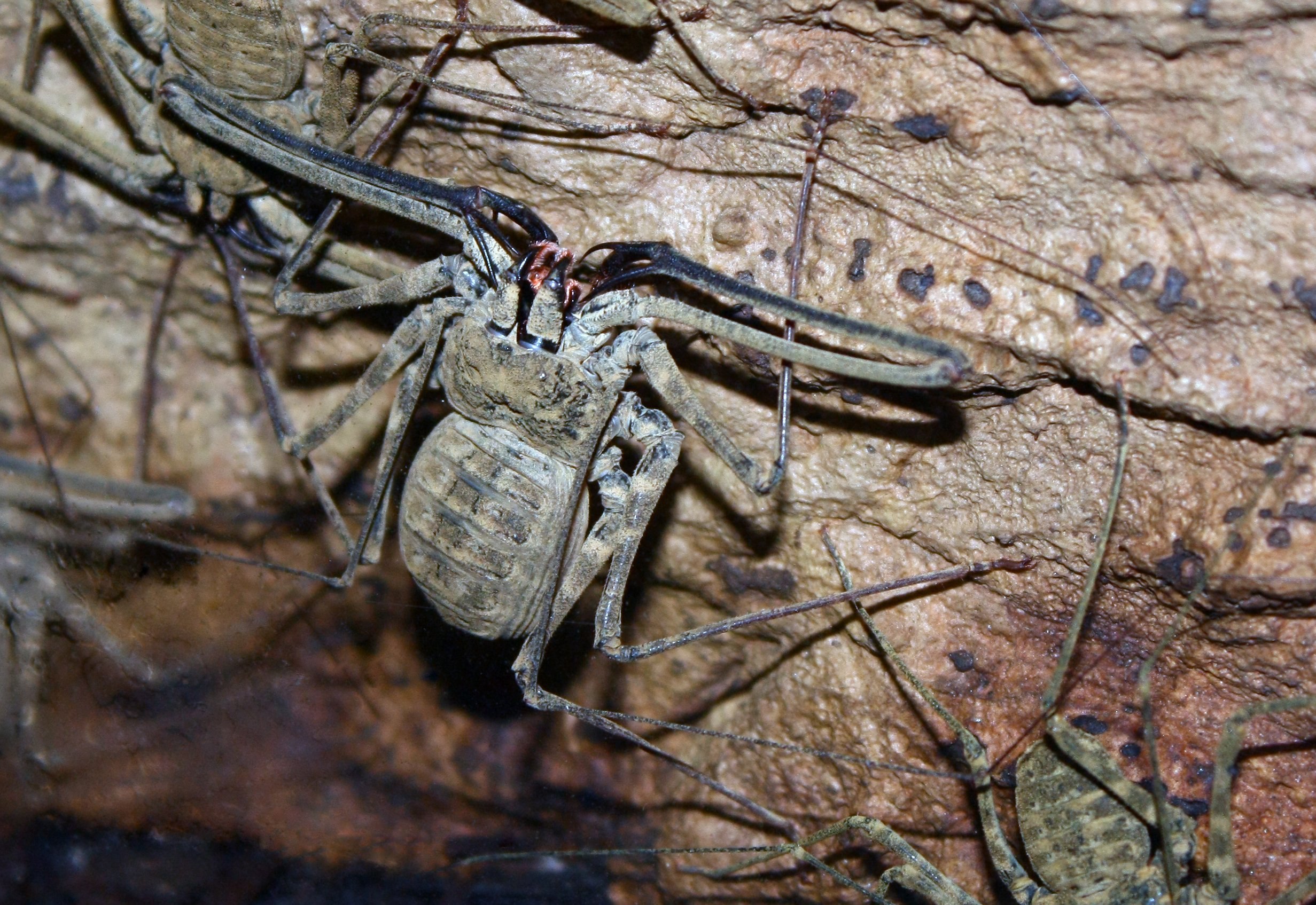 Мадагаскарский пещерный паук