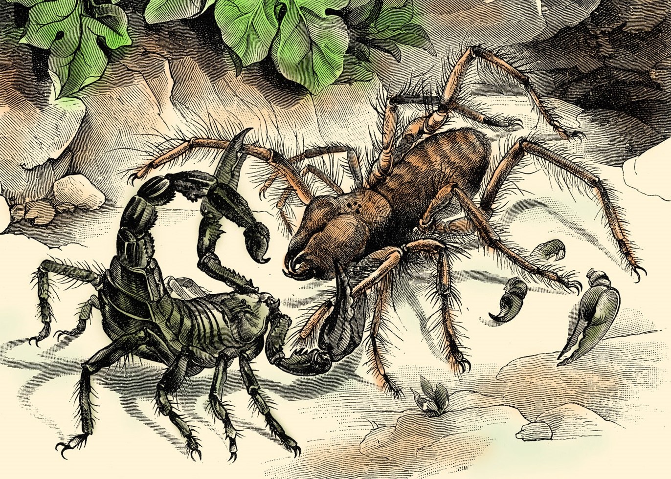 Сольпуга паук против скорпиона