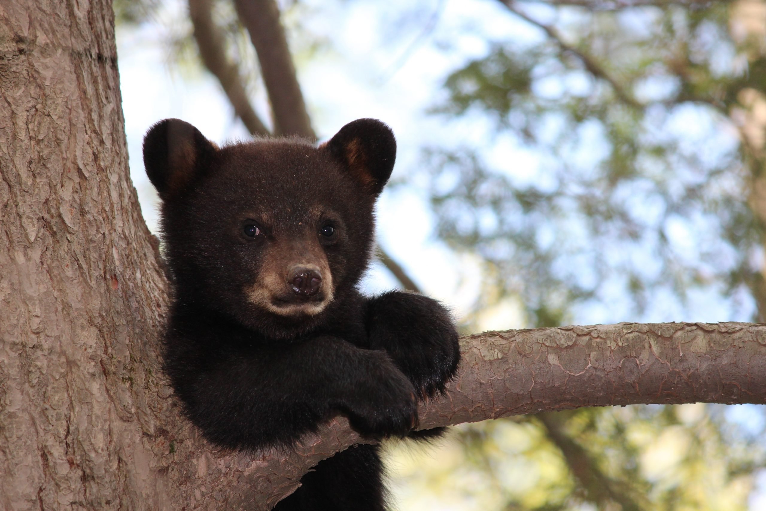 Медведь барибал умеет лазить по деревьям. Гималайский медведь. Черный Медвежонок. Медвежонок на дереве. Азиатский медведь.