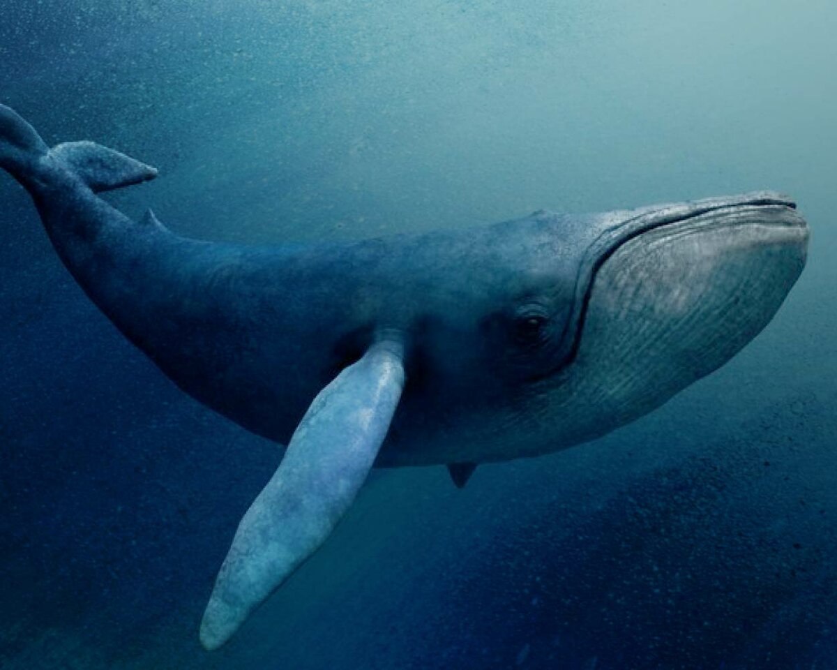 Самое крупное современное животное синий кит. Голубой кит Balaenoptera musculus. Усатый синий кит. Китообразные синий кит. Синий кит (голубой кит).