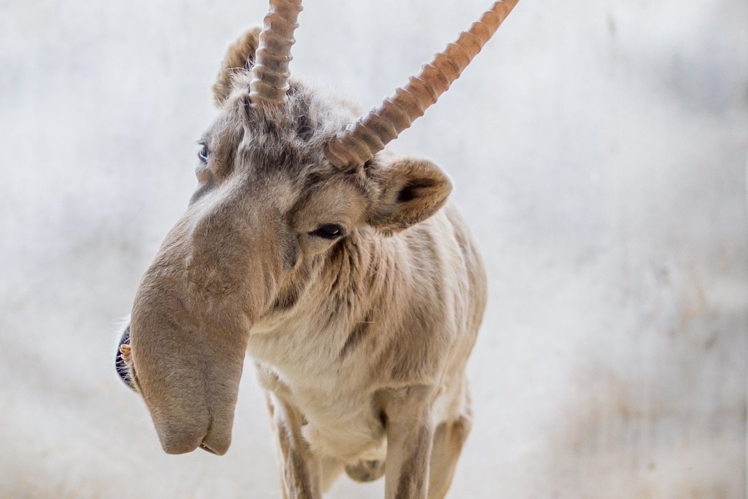 Сайгак живет. Антилопа Сайгак. Сайгак Saiga tatarica. Животное Сайгак (Saiga tatarica). Сайга антилопа.