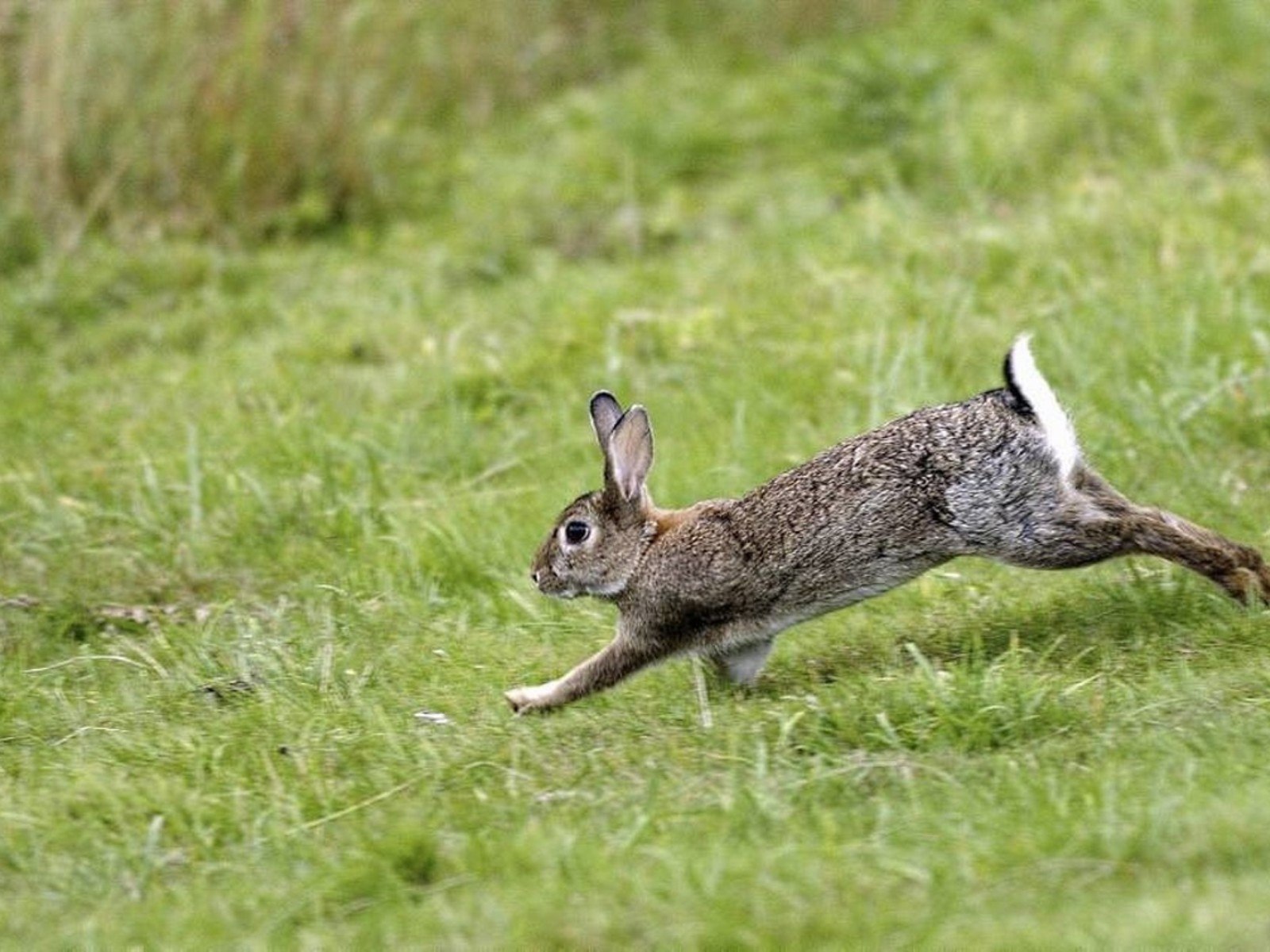 Зайчик убегает. Заяц-Русак. Заяц Русак в прыжке. Дикий кролик Oryctolagus cuniculus. Заяц бежит.