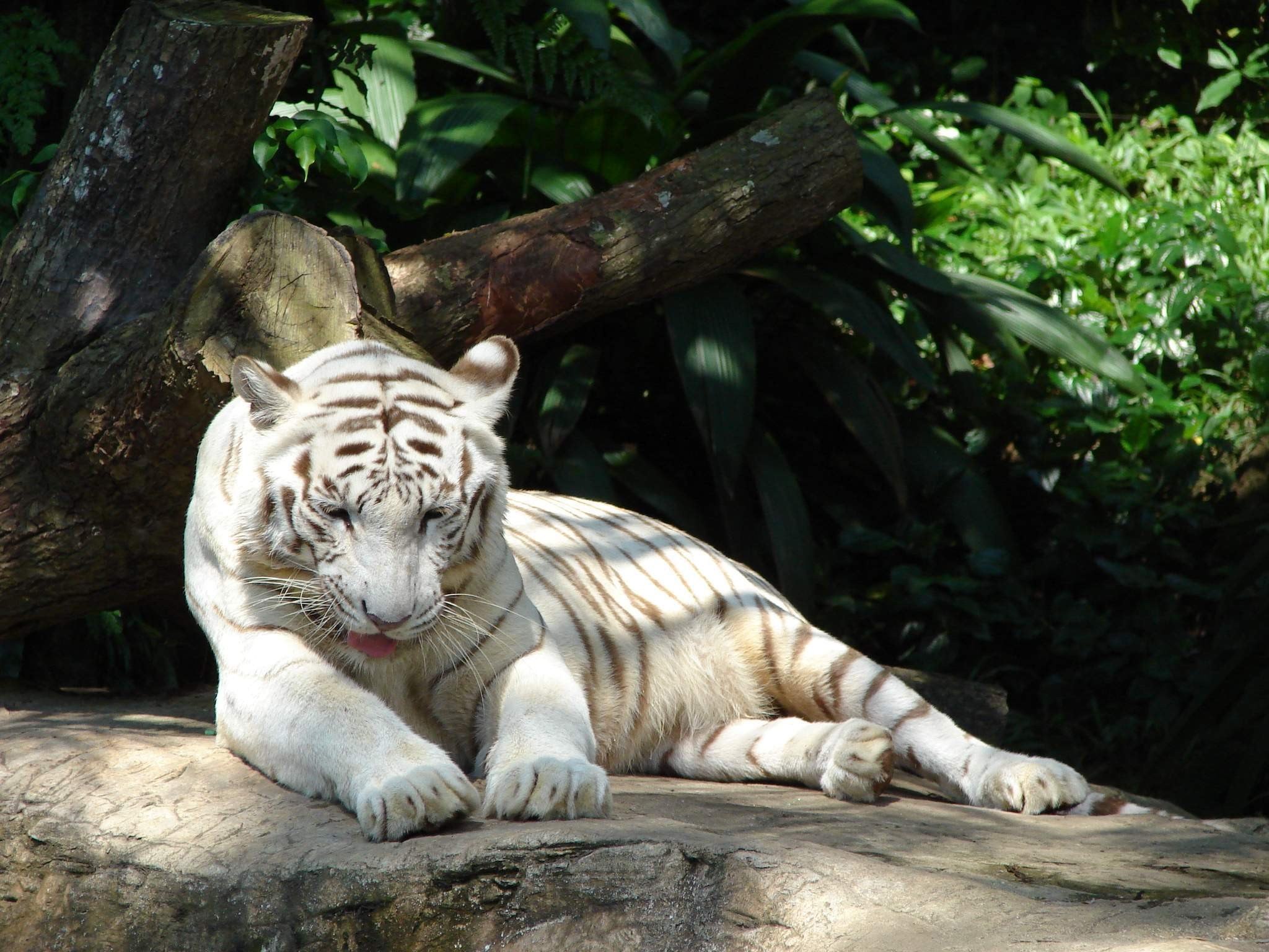 Белая тигрица