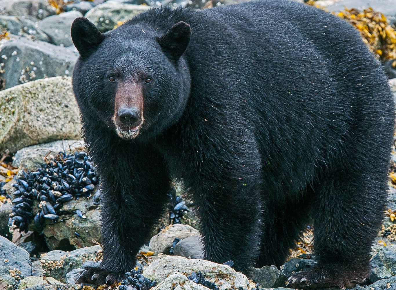 Обитатели северной америки. Северная Америка медведь Гризли. Барибал Северной Америки. Американский медведь Барибал. Барибал (Ursus americanus).