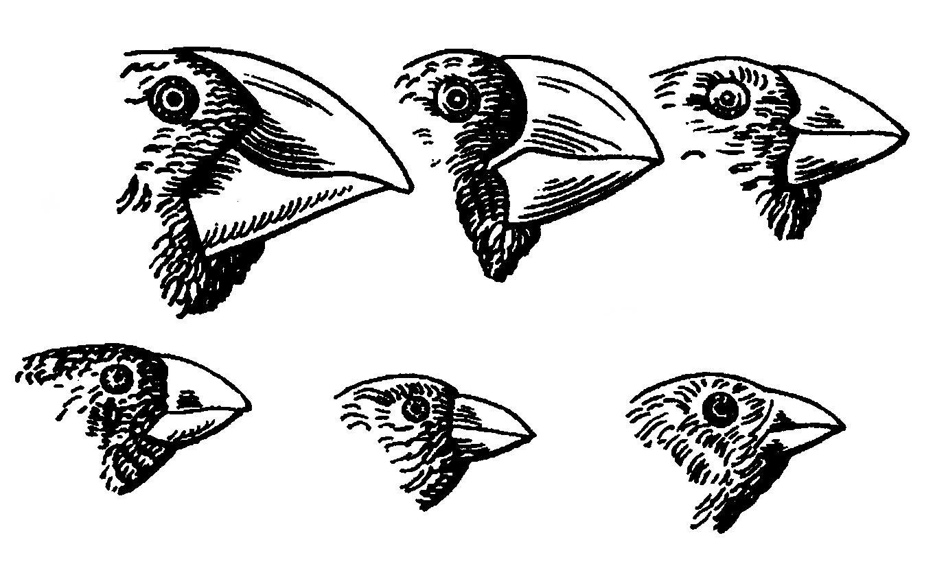 Клюв у птиц это. Галапагосские вьюрки Дарвина. Дарвиновы вьюрки. Галапагосские вьюрки дивергенция. Клювы Вьюрков Дарвина.