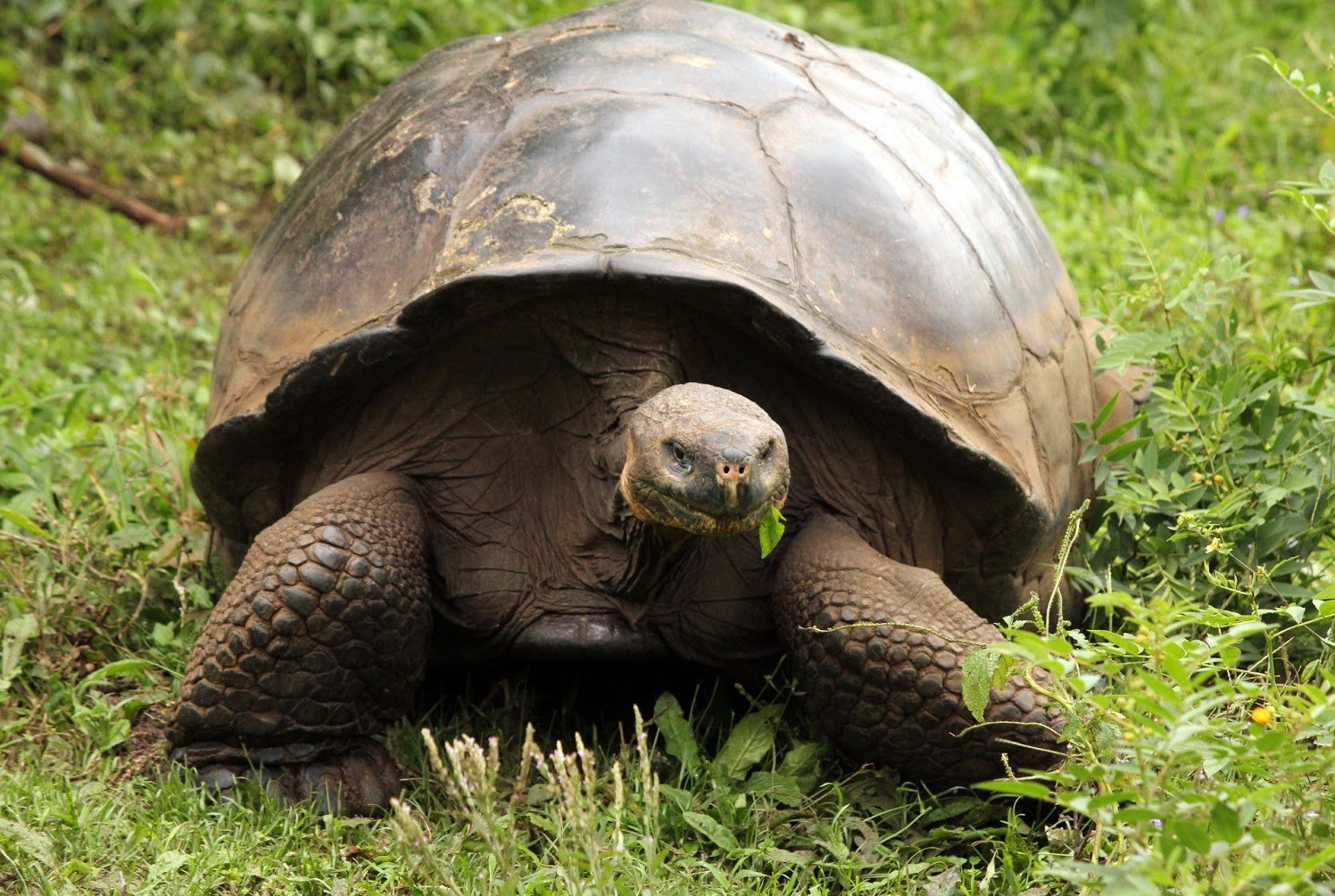 Большая галапагосская черепаха. Галапагосская черепаха. Галапагосская гигантская черепаха. Слоновая черепаха Сухопутные черепахи. Дермохелис черепаха.