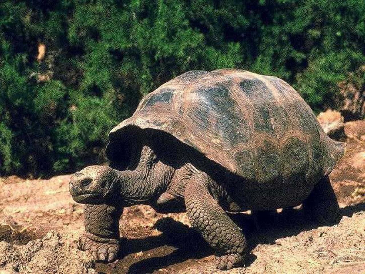 Слоновая черепаха относится к отряду чешуйчатых