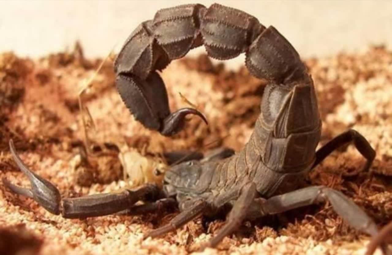 Скорпион насекомое. Androctonus mauritanicus. Аризонский древесный Скорпион. Скорпионы паукообразные. Пустынный пустынный паук Скорпион.