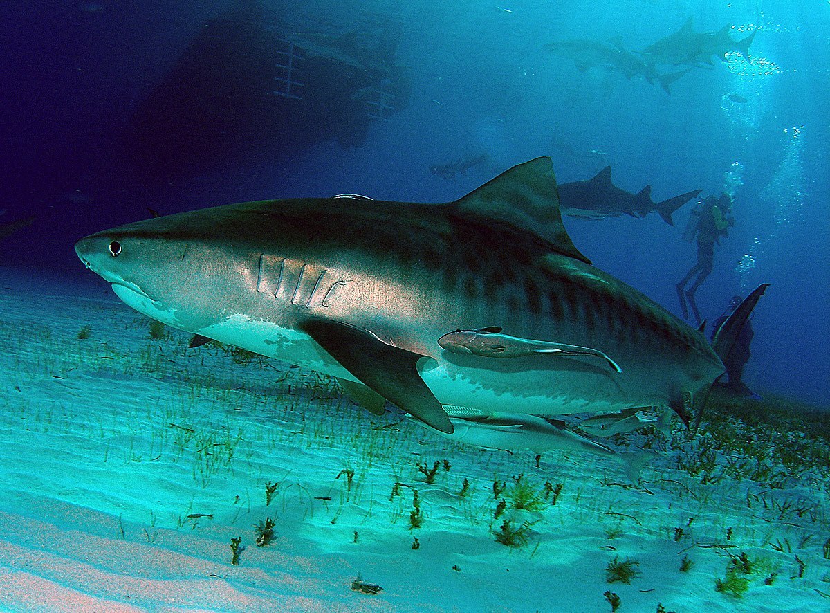 Как выглядит тигровая акула фото