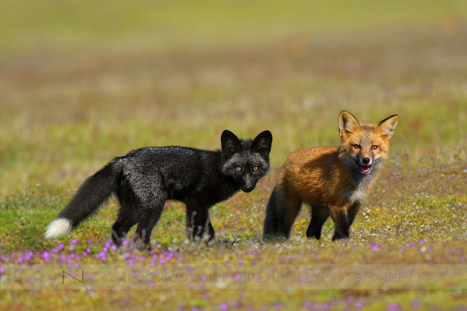 Rus foxes