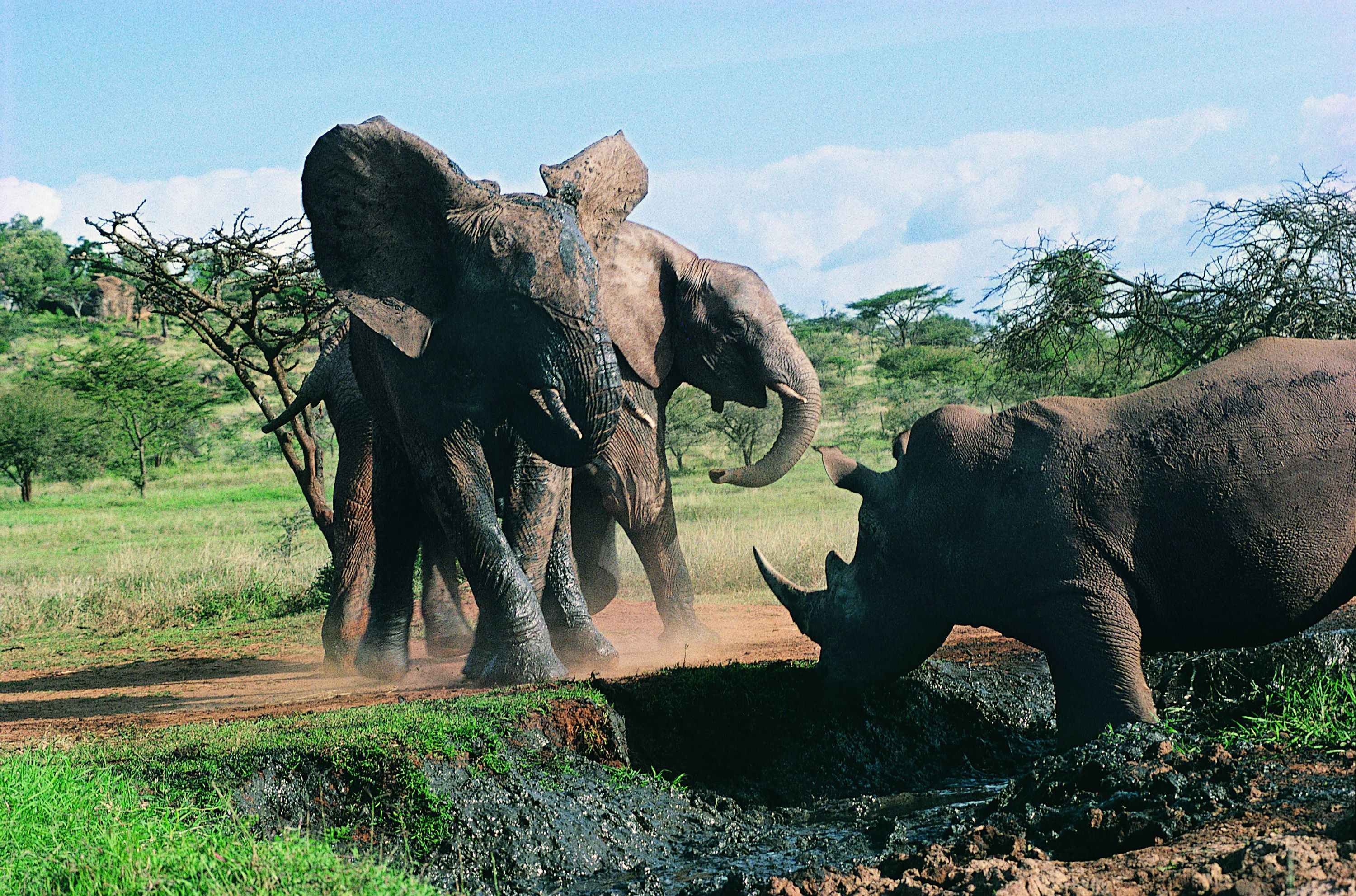 Носороги буйволы слоны обитают. Слон и носорог. Слоны и носороги. Слон Бегемот носорог.