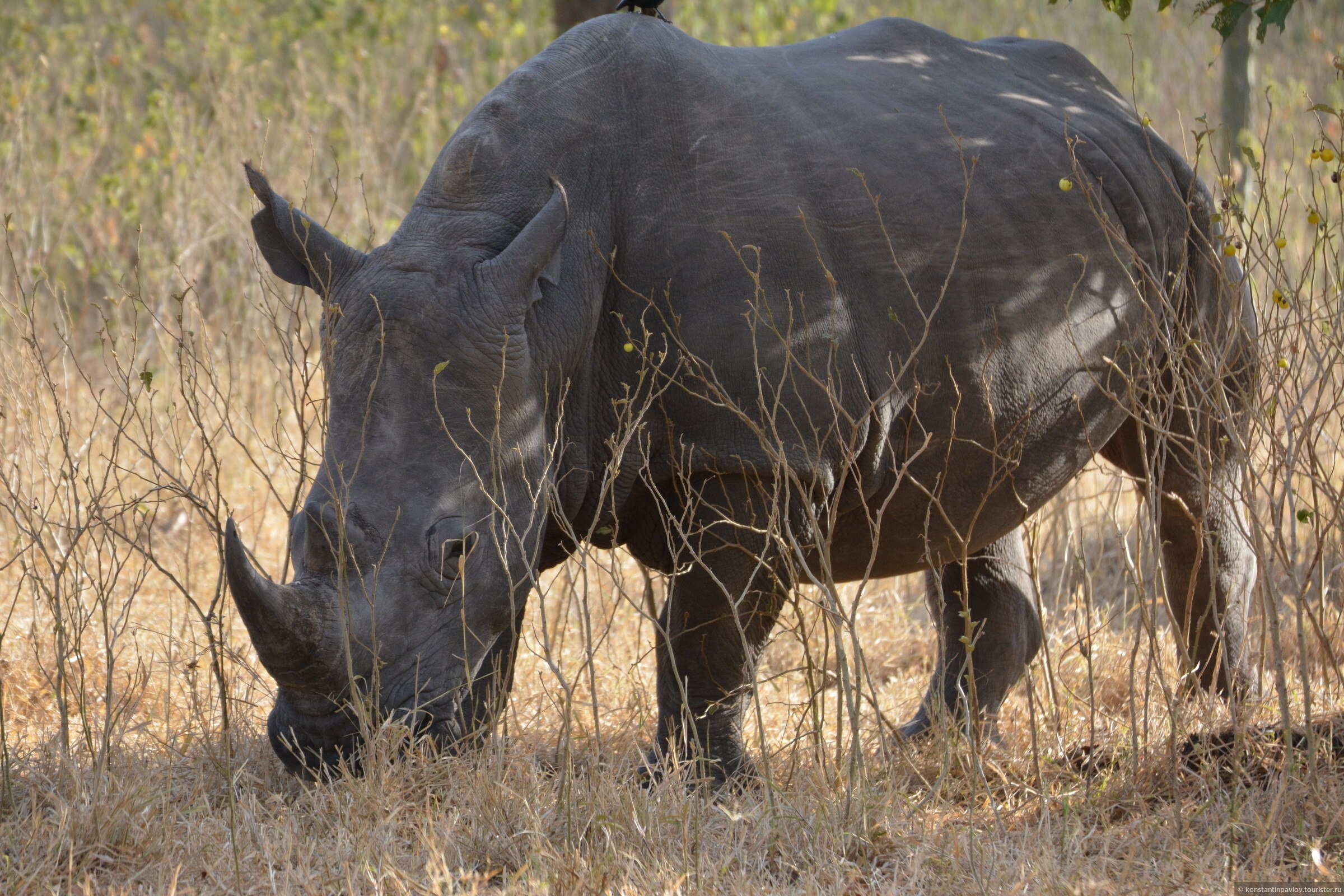 Носорог в тропическом лесу. Африканский носорог. Слон Бегемот носорог. Слон и носорог.