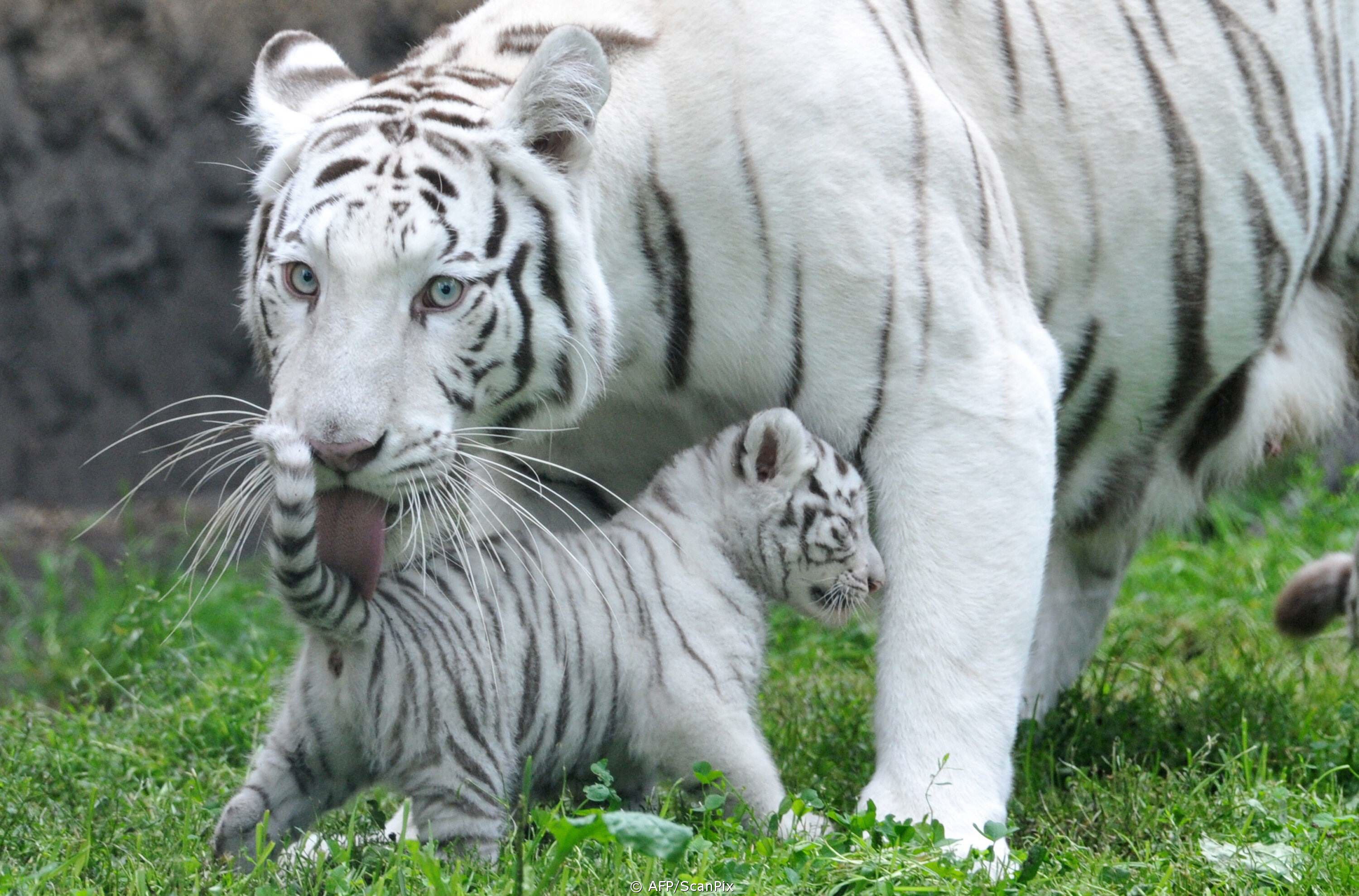 Бенгальские тигры пенза. Бенгальский тигр альбинос. Белый тигр и бенгальский тигр. Белый бенгальский тигр. Амурский тигр альбинос.