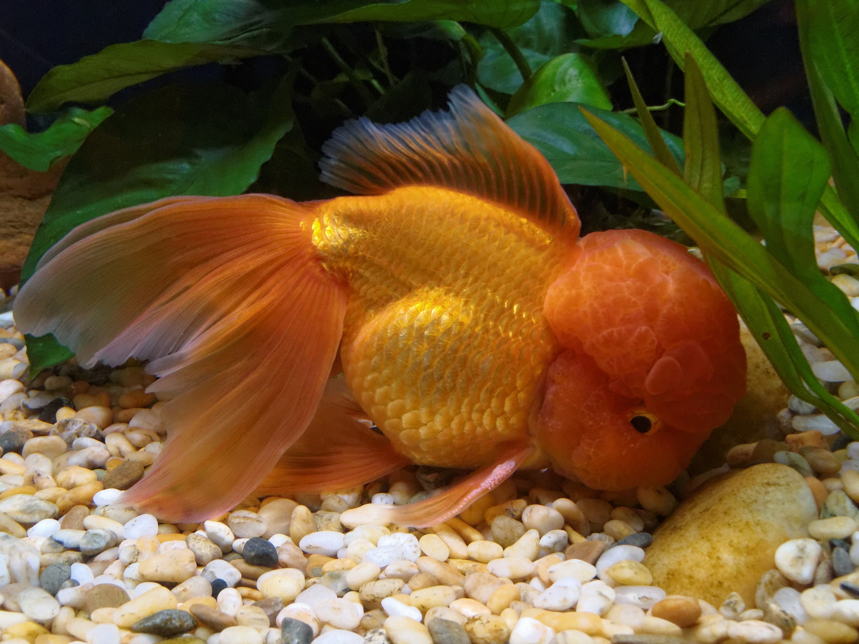 Аквариумная рыба золотая рыбка. Оранда вуалехвост. Вуалехвост золотой. Аквариумная Золотая рыбка Оранда. Вуалехвост ситцевый.