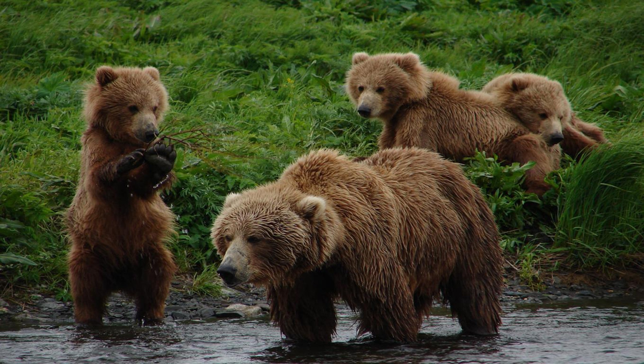 Группа бурого медведя