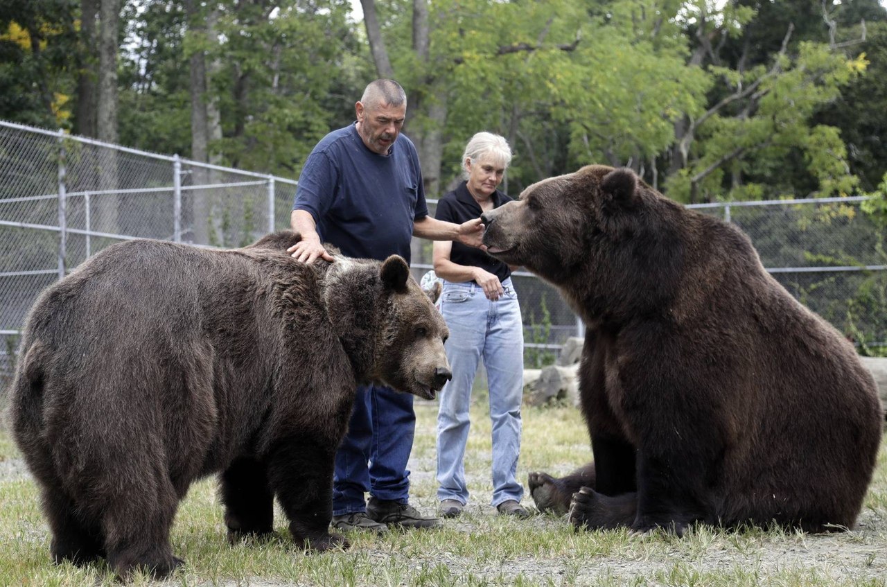 Bear home s. Аляскинский бурый медведь Кадьяк. Медведь Кадьяк и Короткомордый. Медведь Кадьяк самый большой в мире.