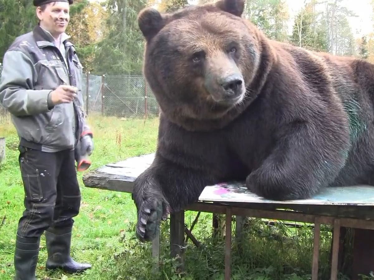 Видеть большого медведя