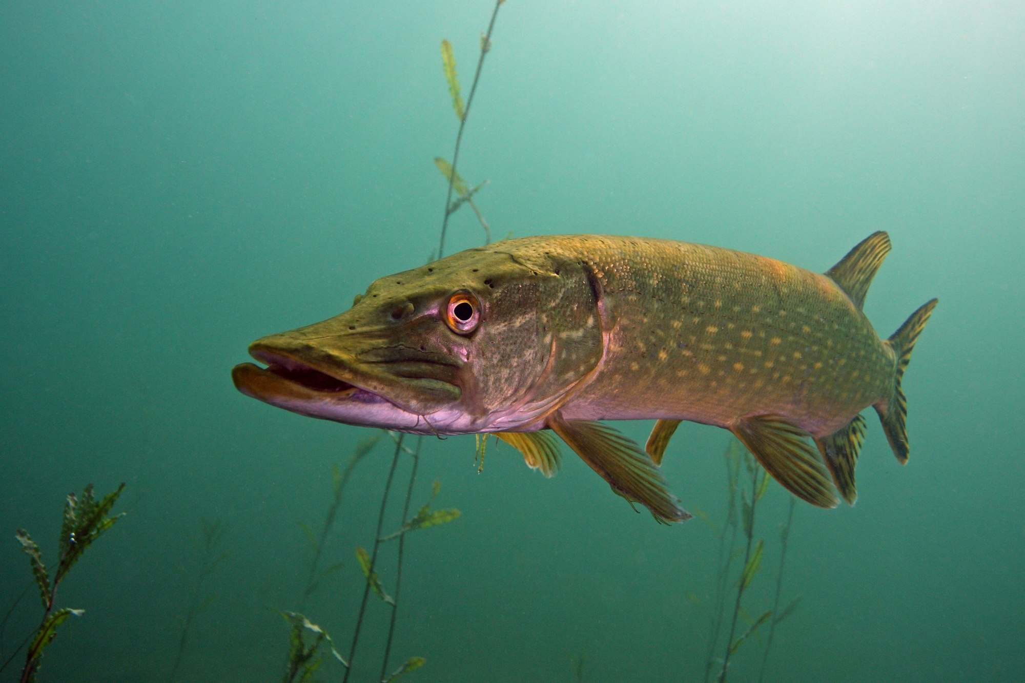 Щукообразные. Обыкновенная щука (Esox Lucius). Вид обыкновенная щука - Esox Lucius. Рыба щука Esox Lucius. Щука Байкальская.