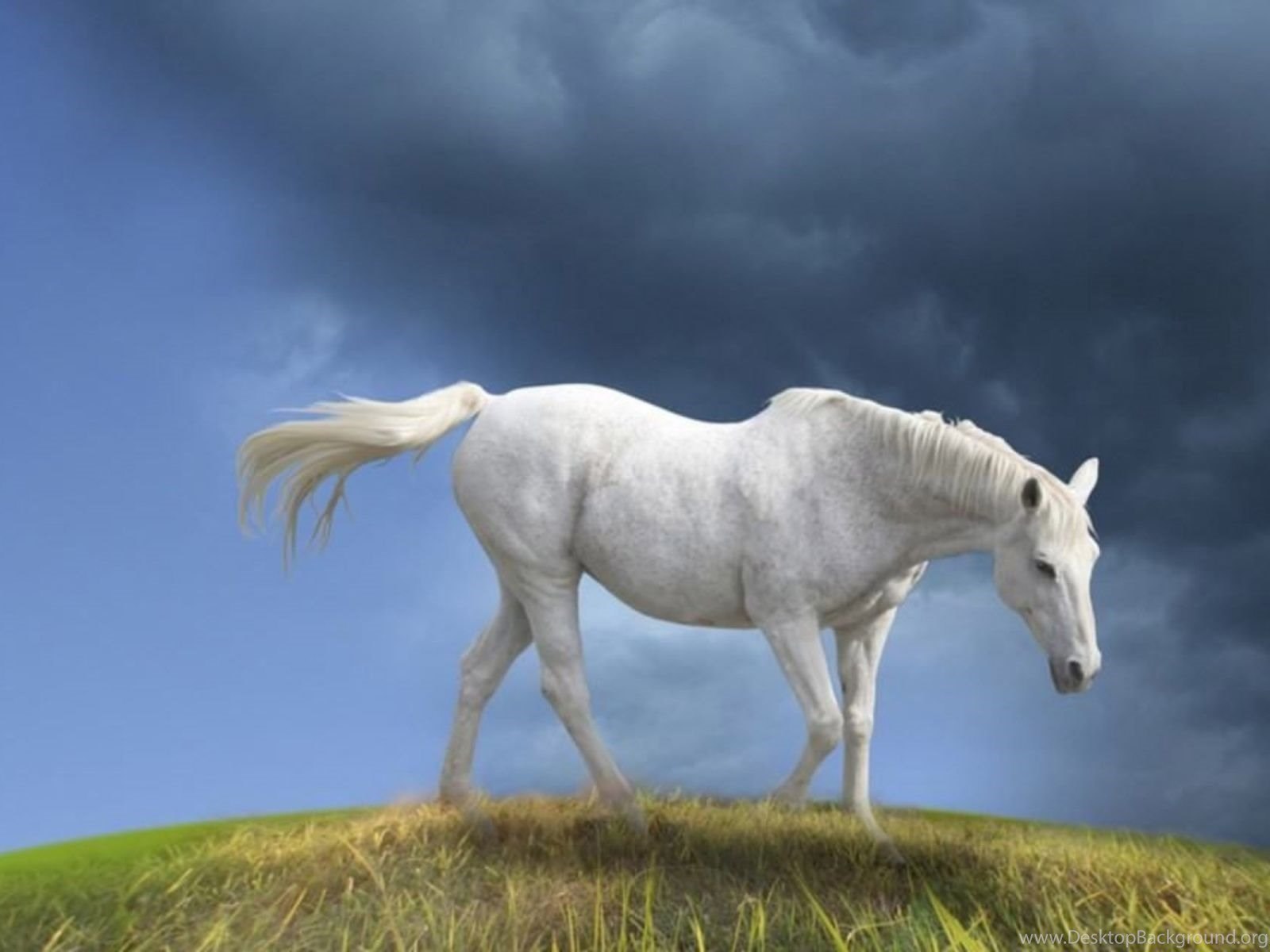 Сонник видеть лошадь. Белый конь. Белая лошадка. Белоснежная лошадь. Белая лошадь фото.
