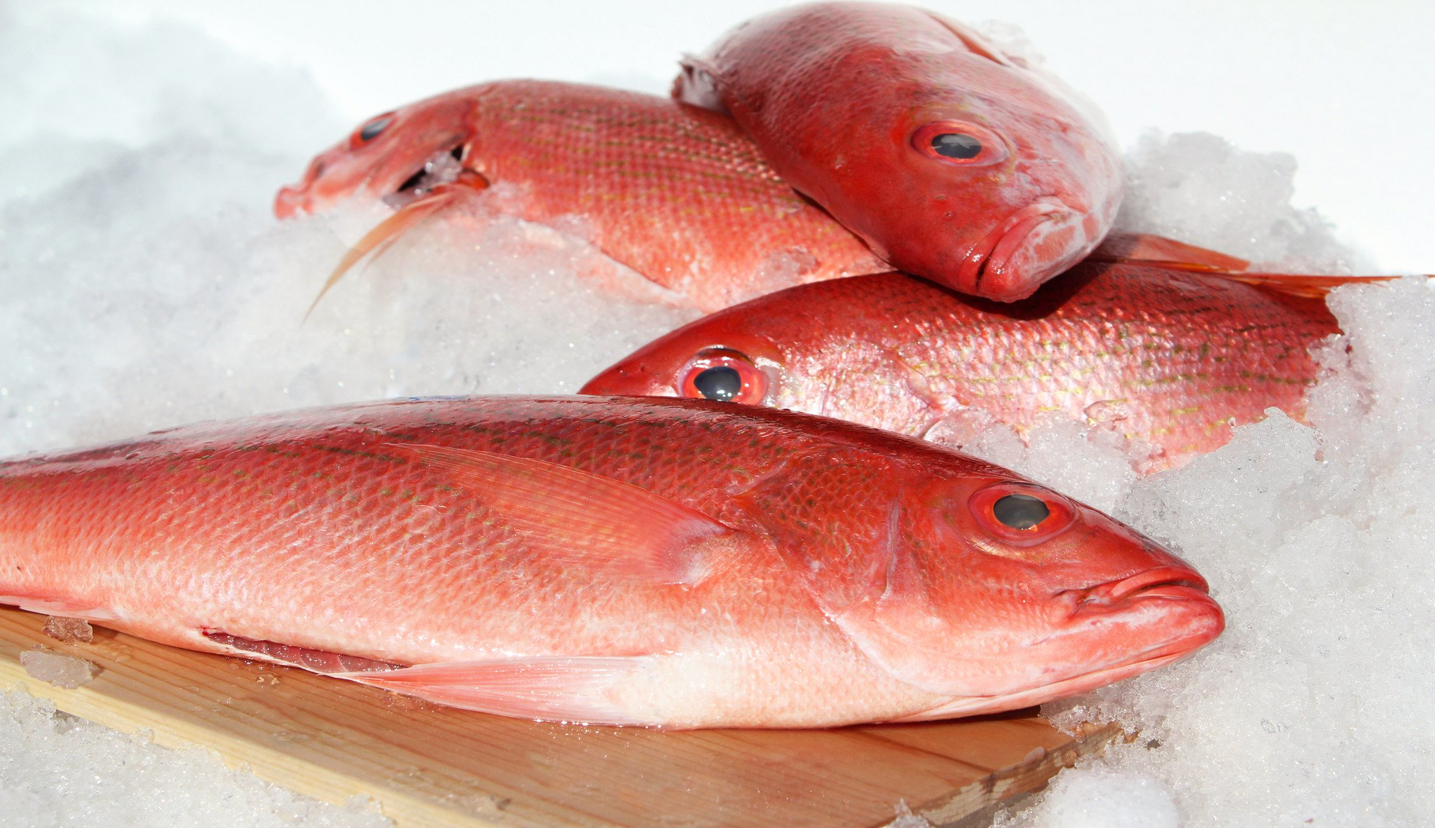 Рыба внутри красная. Red Snapper Fish. Белый СНЕППЕР рыба. Рыба с красной чешуей. Рыба с красными чешуйками.