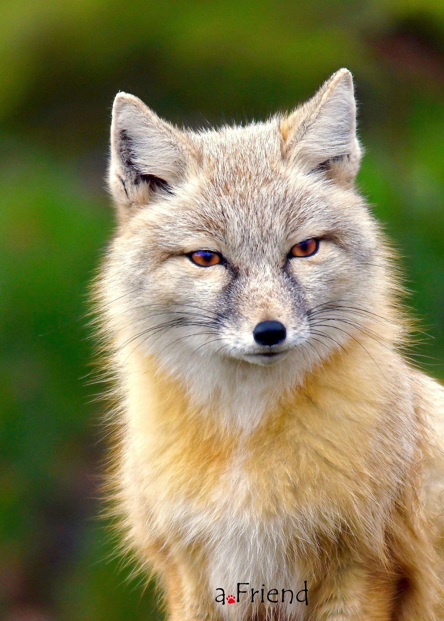 Most fox. Лиса Корсак. Тибетская Песчаная лисица. Корсак Сибирский. Корсак Степной.