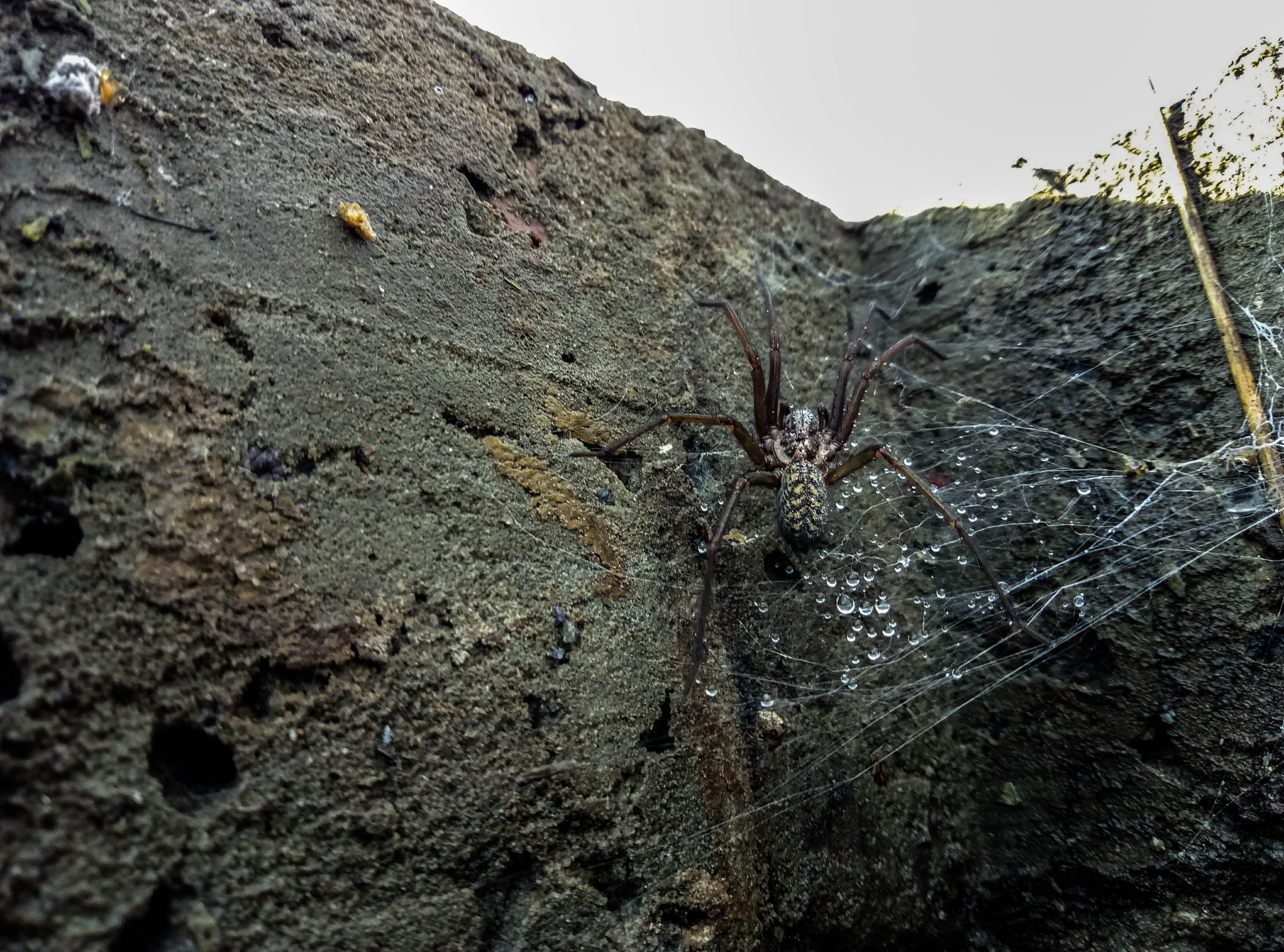 Spider island. Гигантский паук птицеед. Паучий остров Айтолико. Гнездо тарантула. Айтолико пауки.