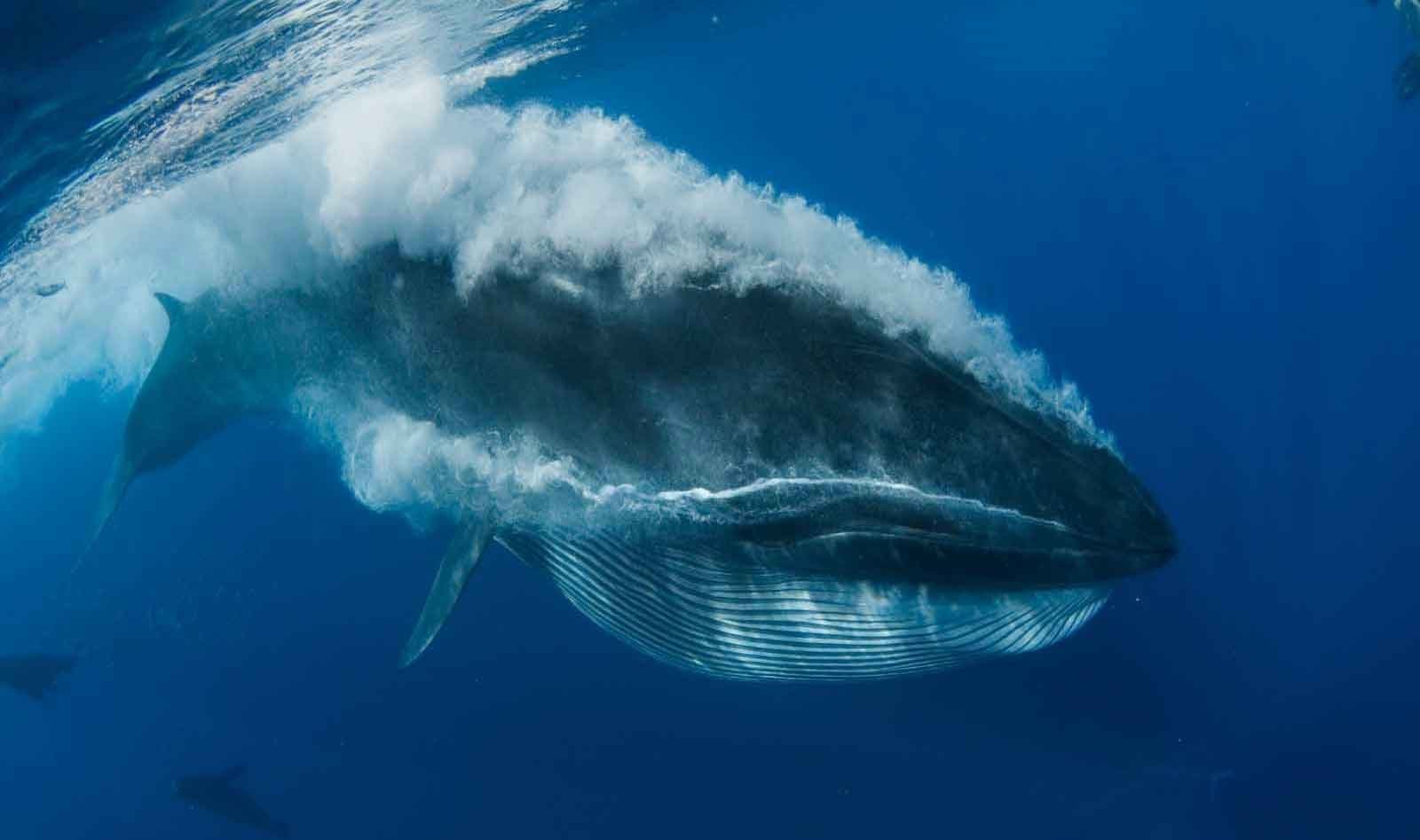Усатые киты виды. Полосатик Брайда. Кит полосатик. Синий кит полосатик. Голубой кит Balaenoptera musculus.