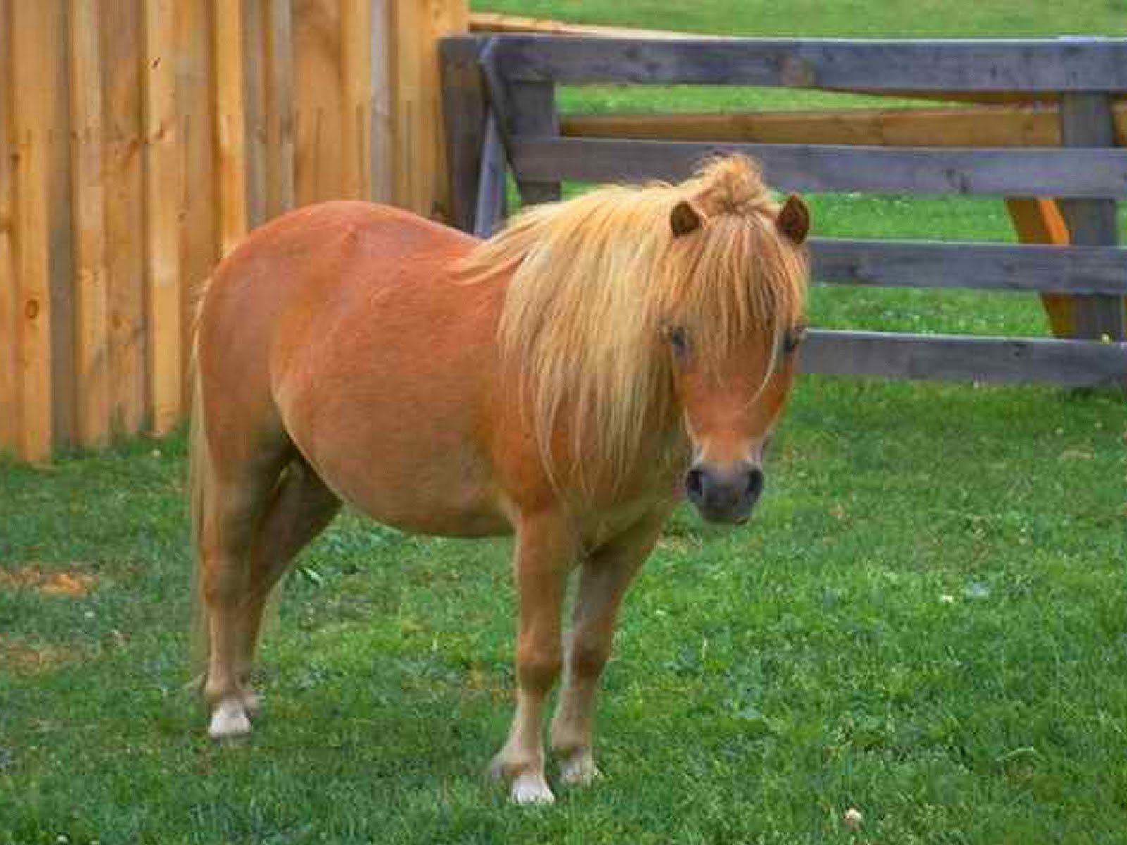 Pony фото. Шетлендский пони рыжий. Чинкотигский пони. Шетландский пони. Лошади породы шетлендский.