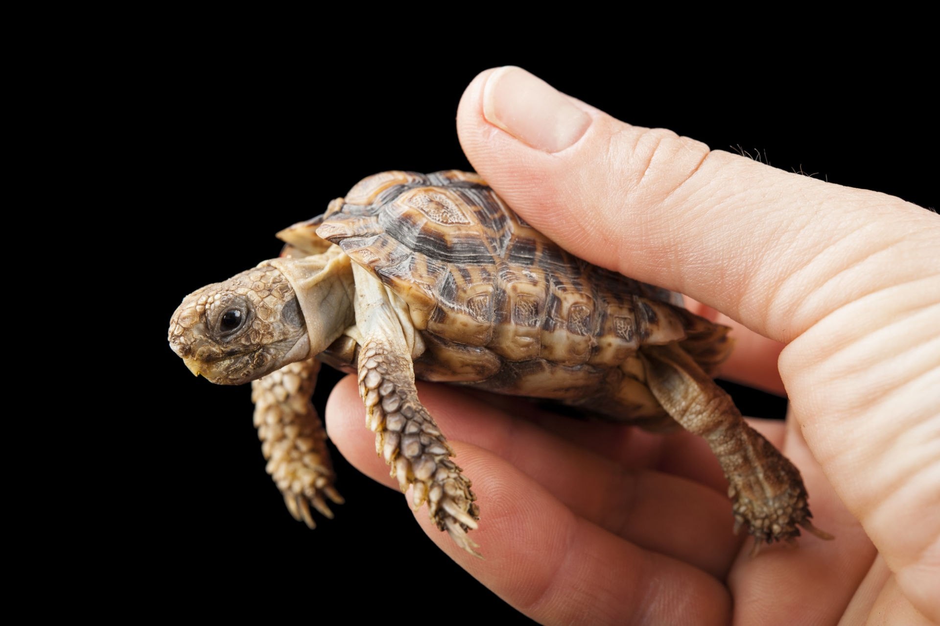 Turtle x. Крапчатая черепаха. Homopus signatus. Сухопутная – крапчатая плоская черепаха.. Крапчатая карликовая черепаха.