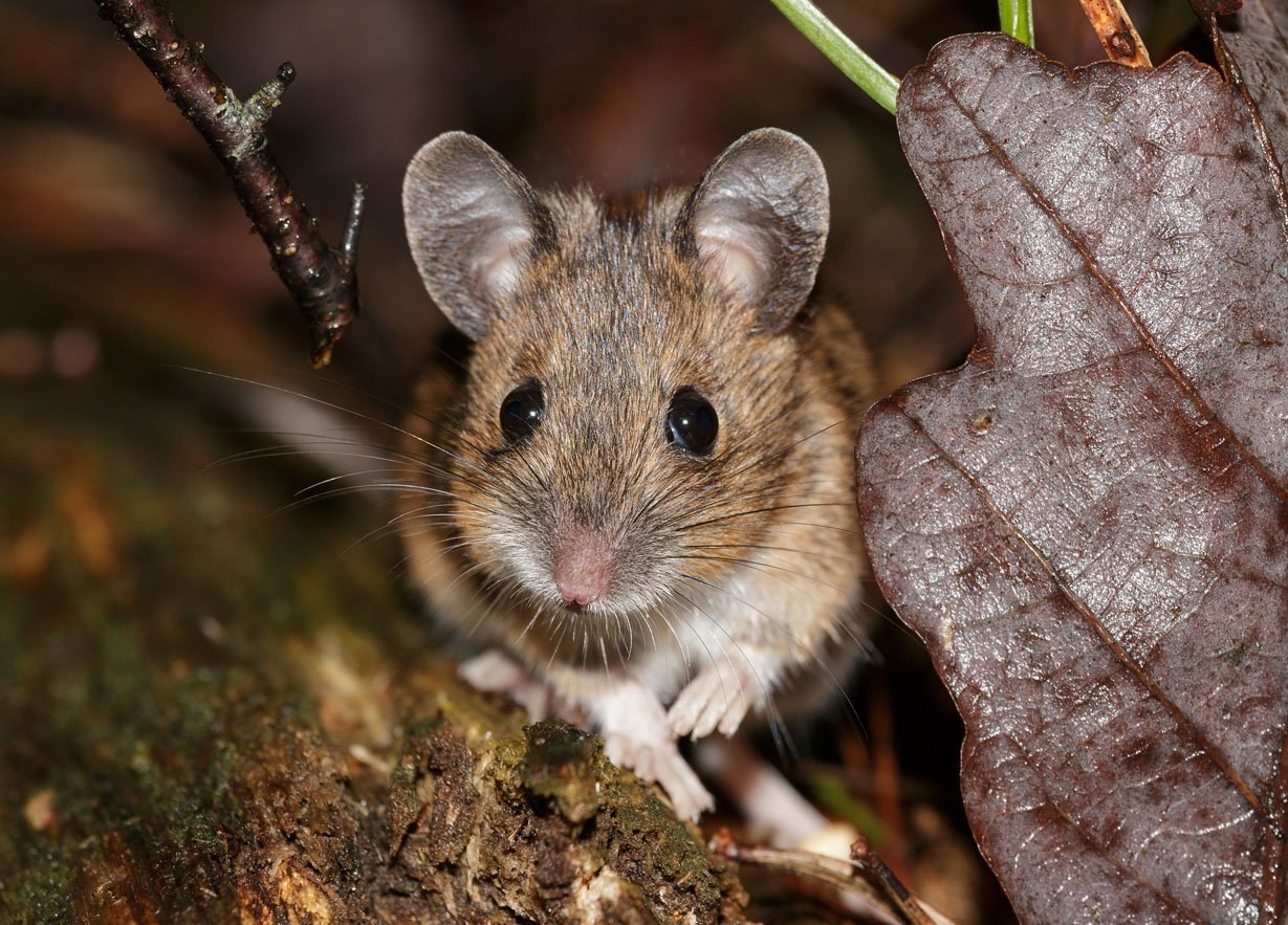 Лесная мышь животное. Полевая мышь Apodemus agrarius. Apodemus uralensis. Лесная мышь (Apodemus sylvaticus). Лесная, желтогорлая и Полевая мыши..