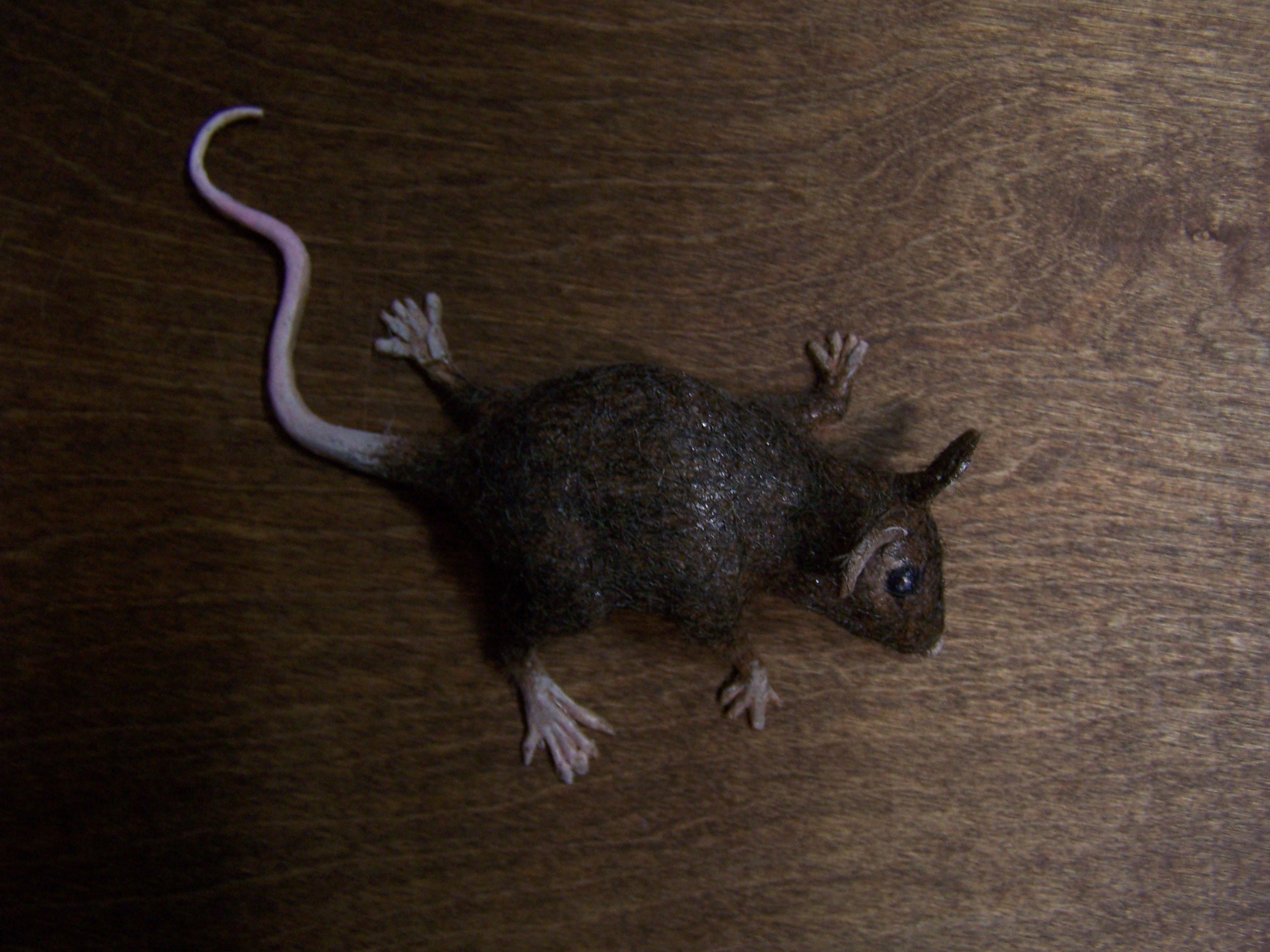 Коричневые мыши. Коричневая мышка. Мышь коричневая домашняя. Бурая мышь. Коричневая мышь мышь.