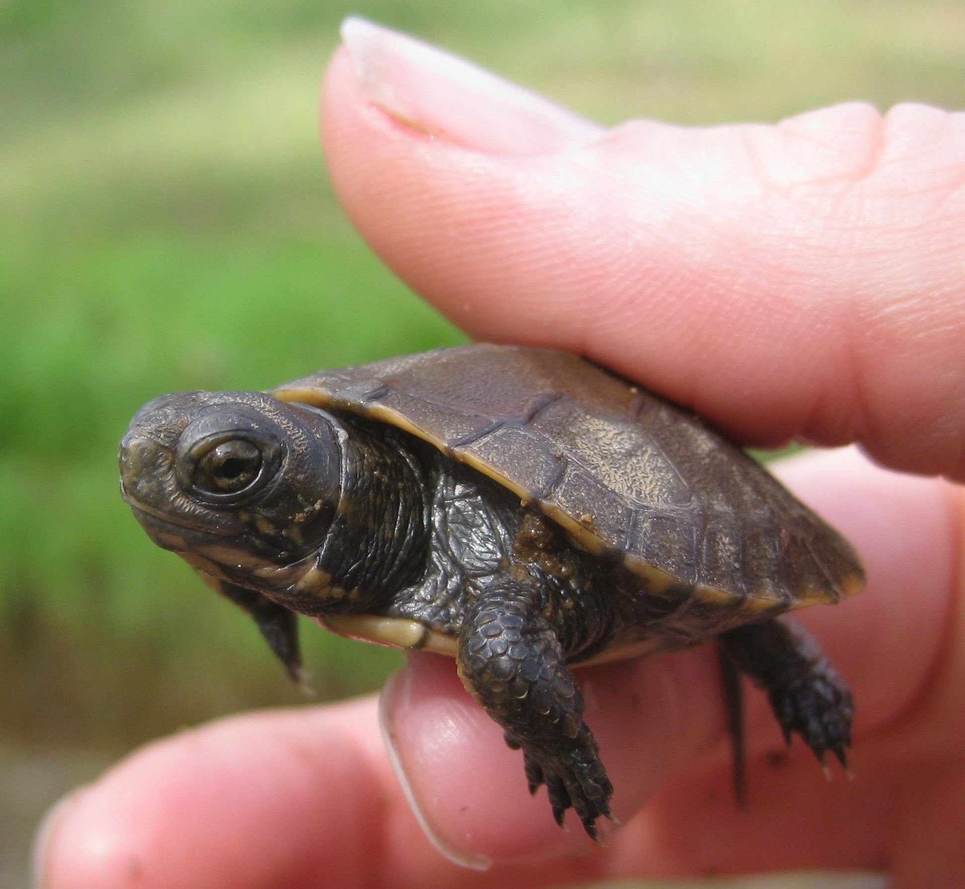 Turtle pro. Камерунская черепаха. Черная черепаха. Земляная черепаха. Маленькая черная черепашка.