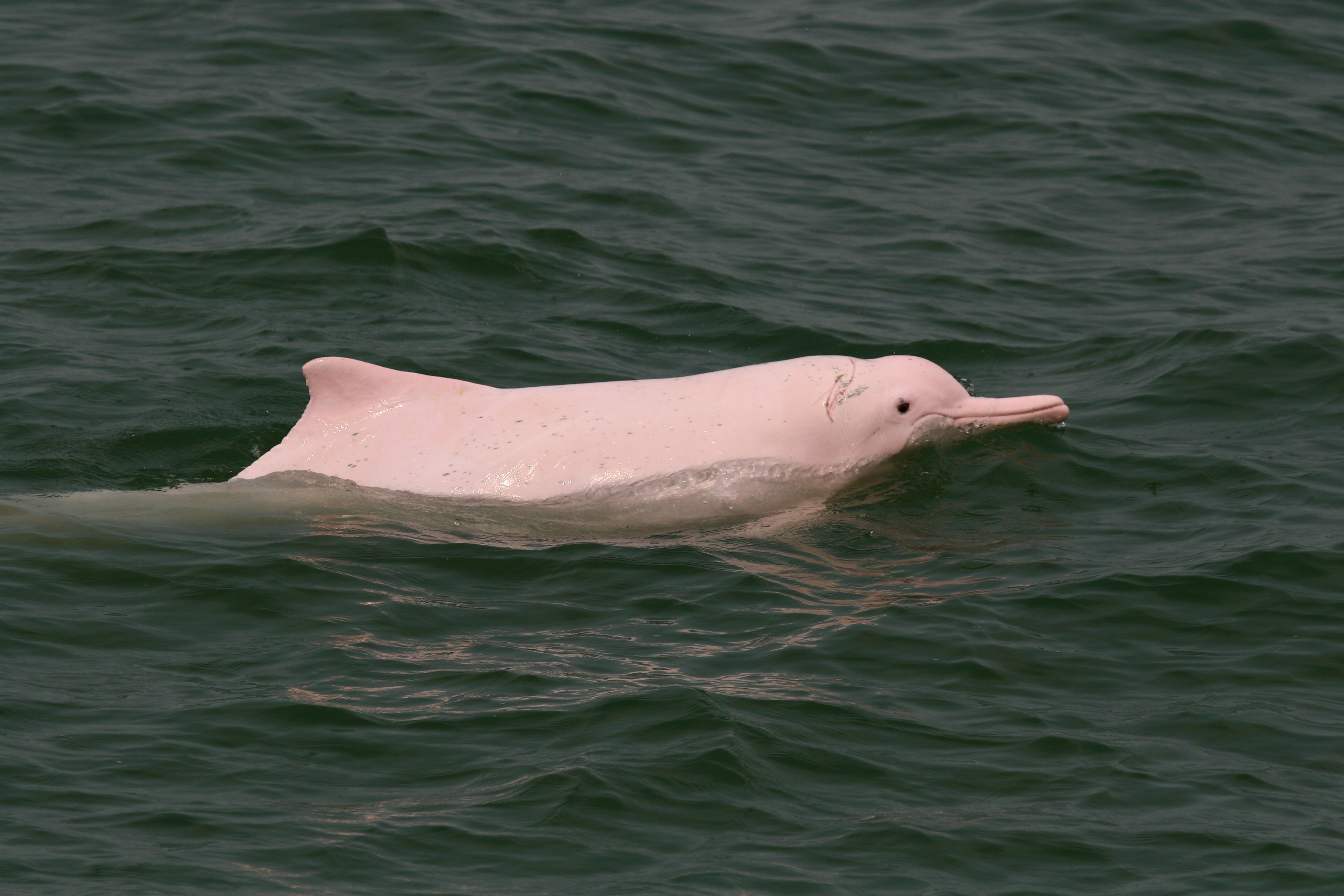 Амазонский дельфин 4. Амазонский Речной Дельфин. Гангский Дельфин. Амазонский Дельфин-альбинос. Розовый Речной Дельфин амазонки.