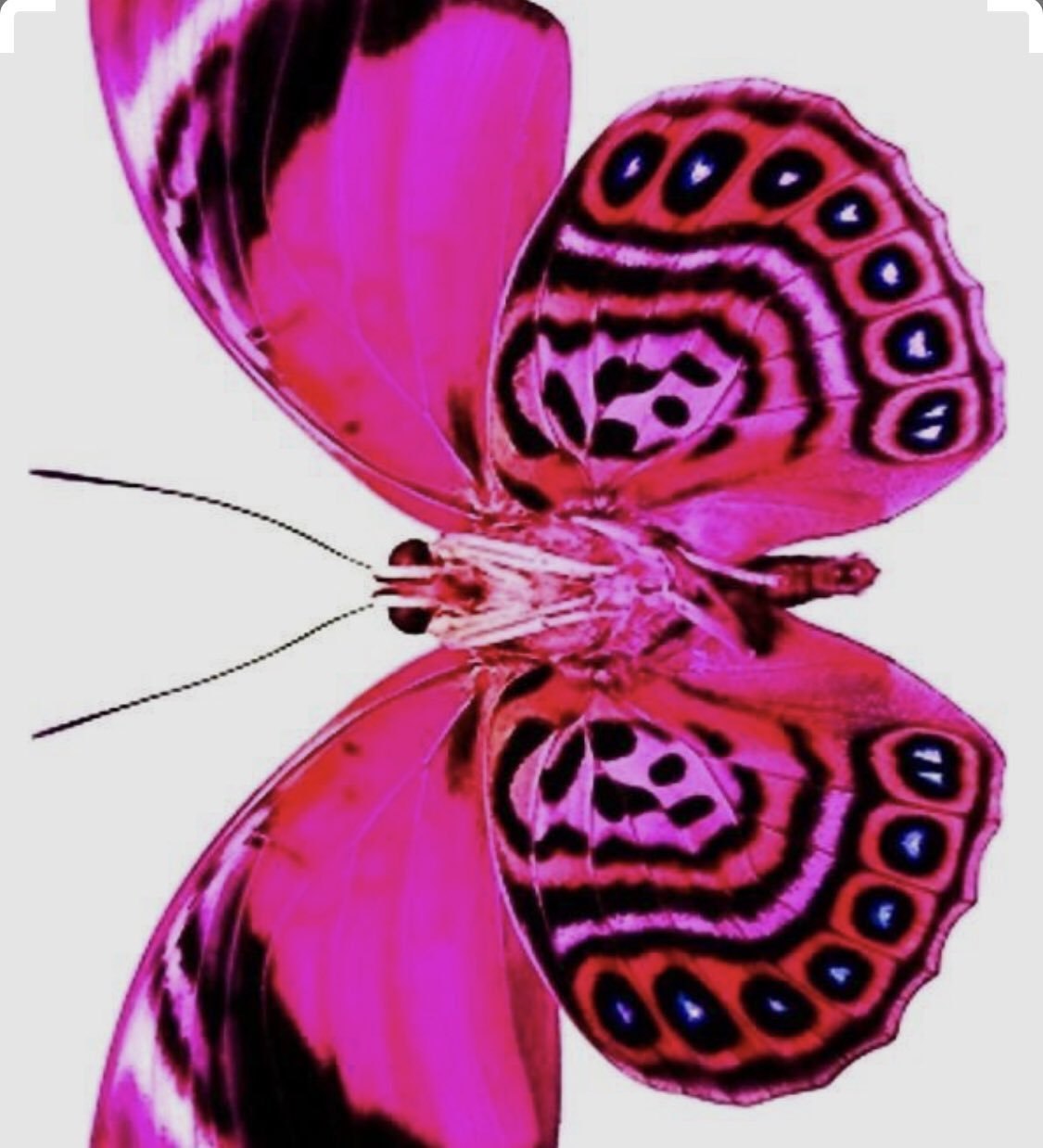 Малиновая бабочка