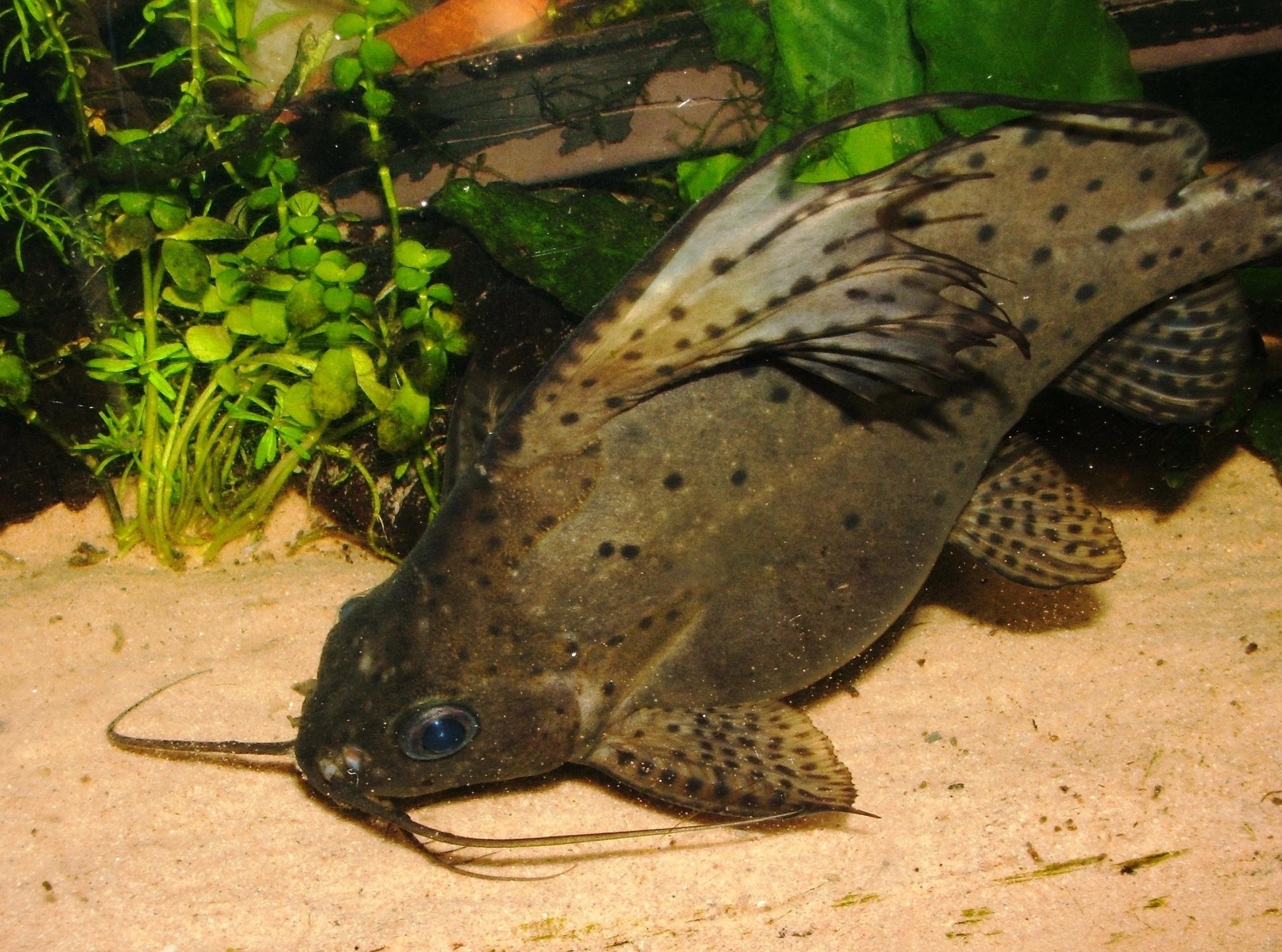 Рыбка синодонтис эуптерус